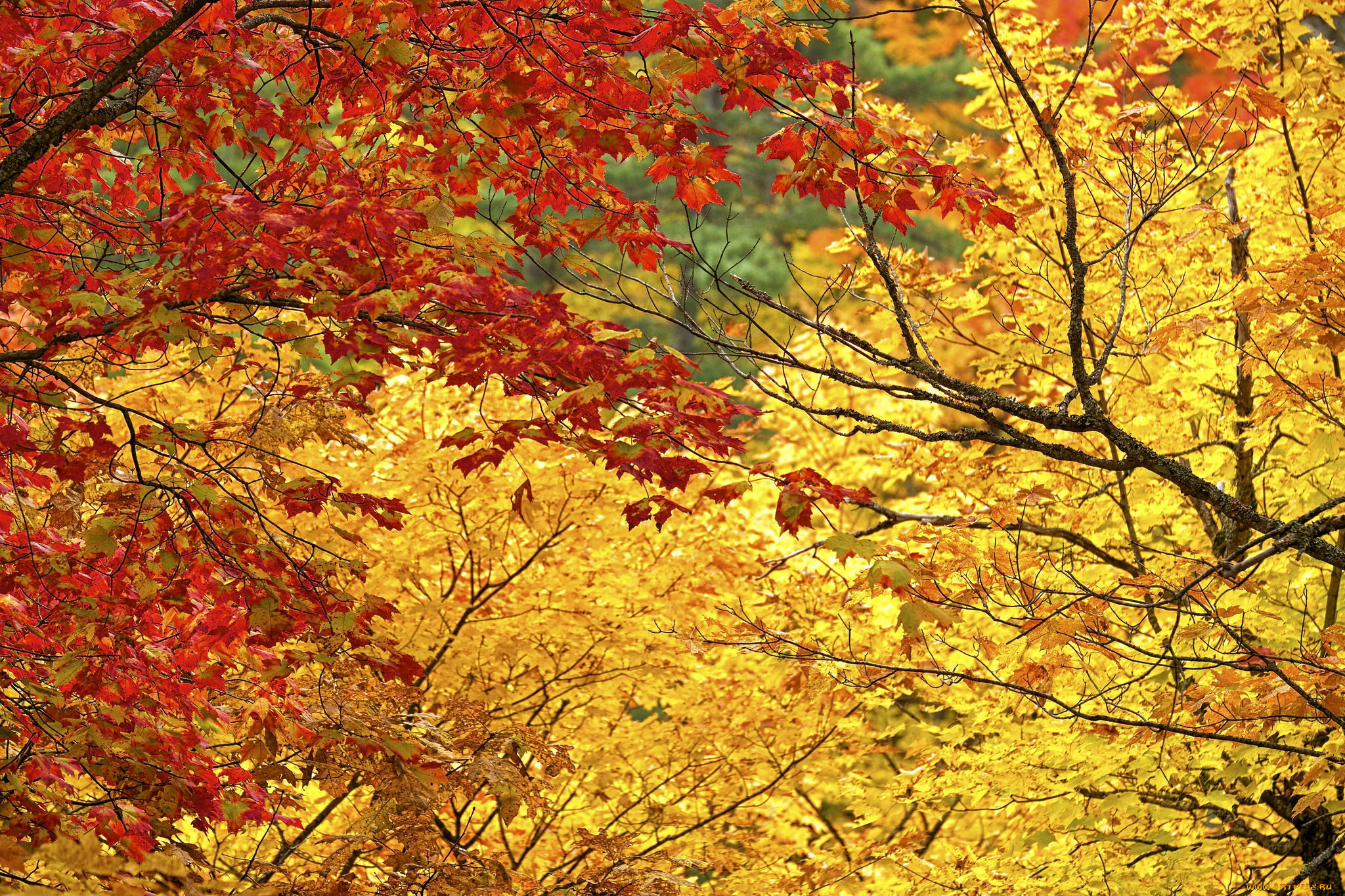 природа, деревья, багрянец, осень, листья, ветки