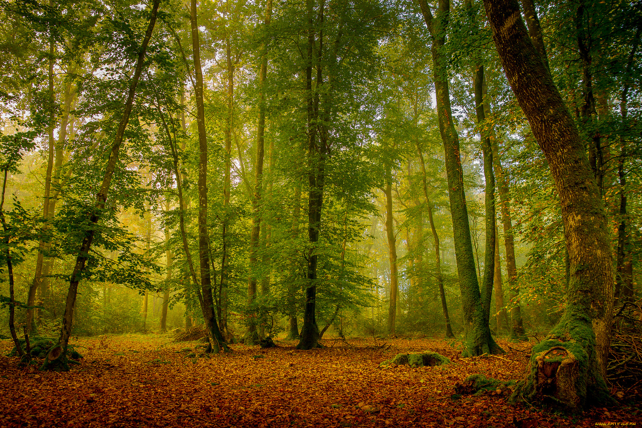 природа, лес, листва, осень