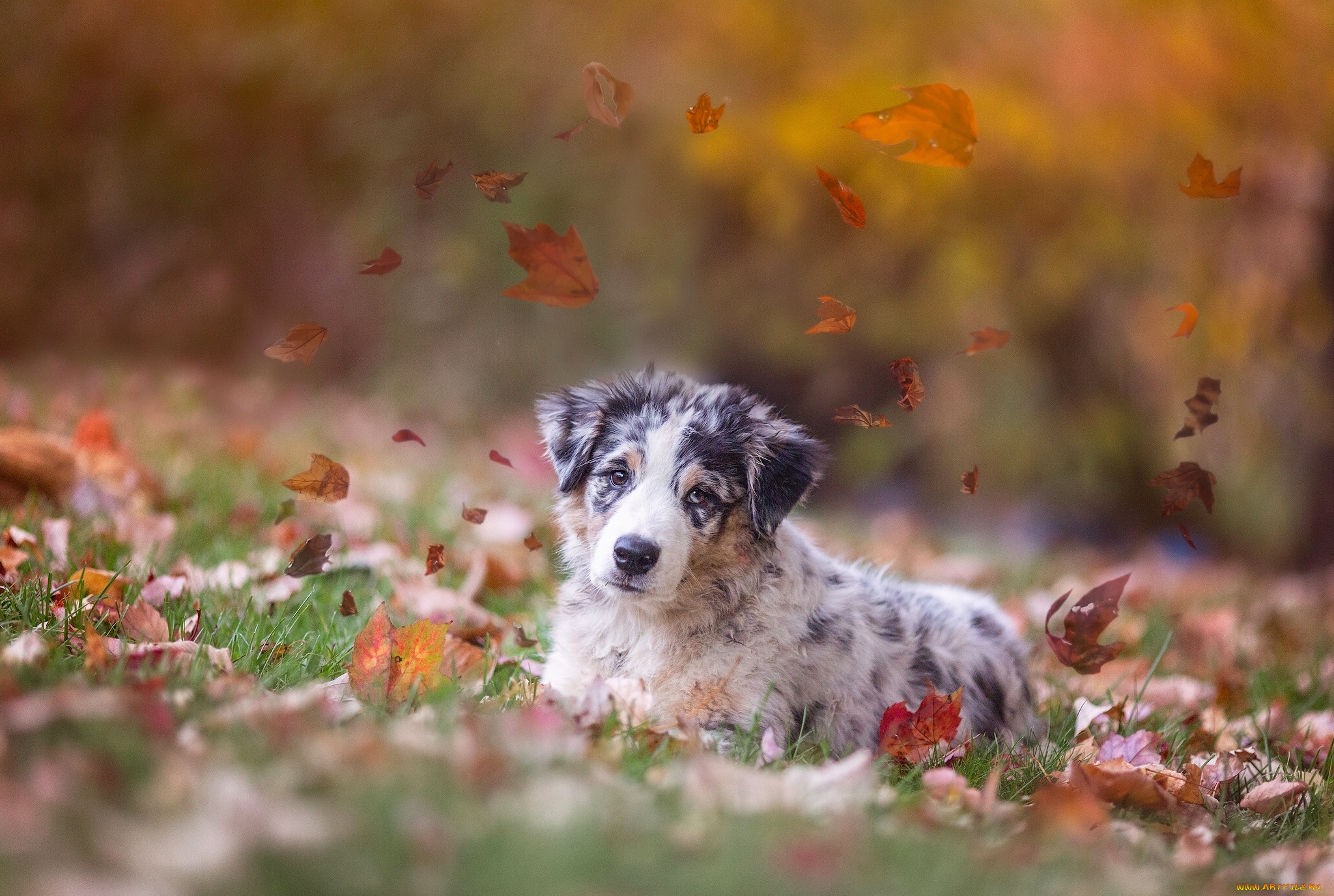 животные, собаки, осень, листья, щенок, собака, аусси, австралийская, овчарка