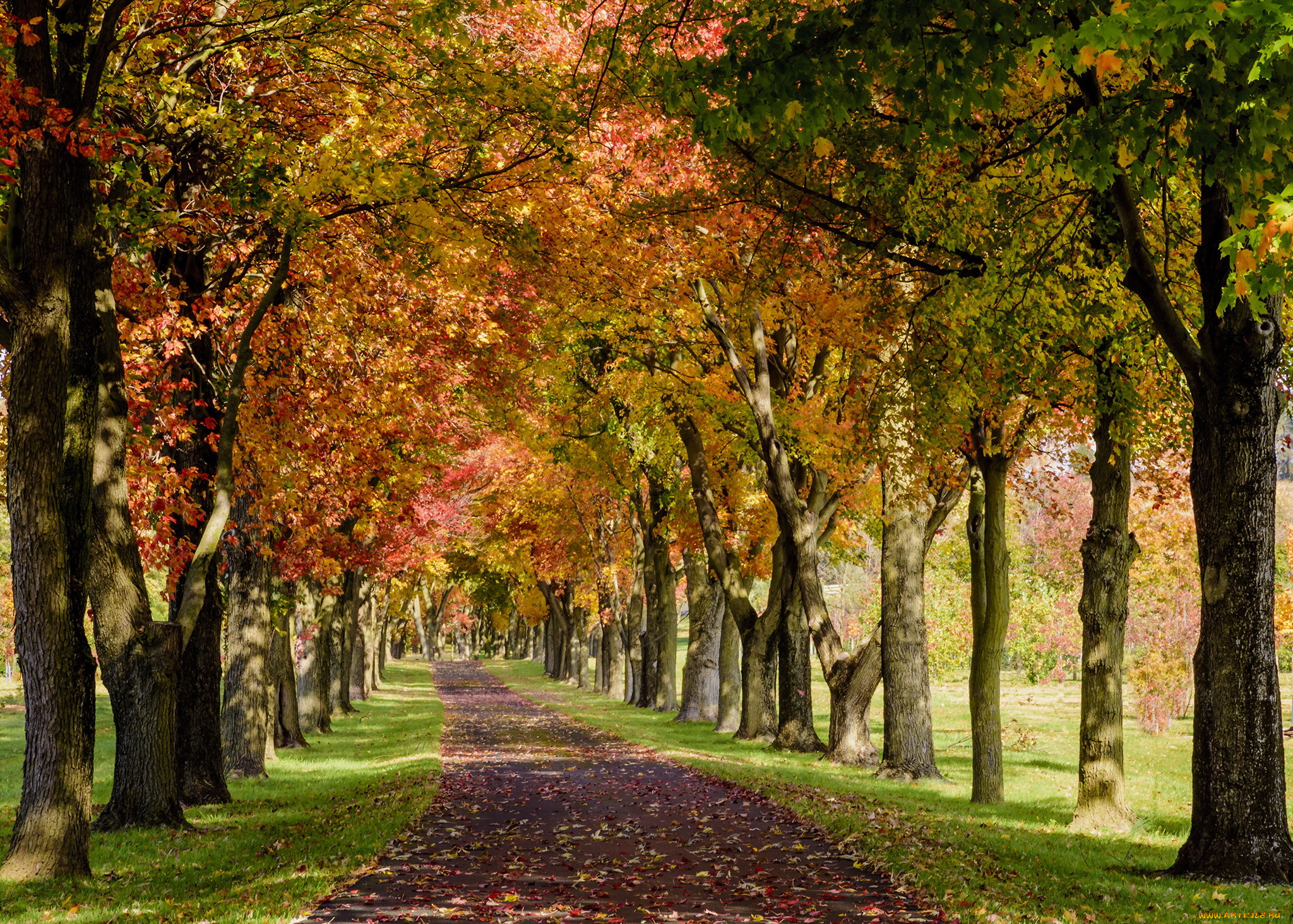 природа, дороги, парк, осень, деревья