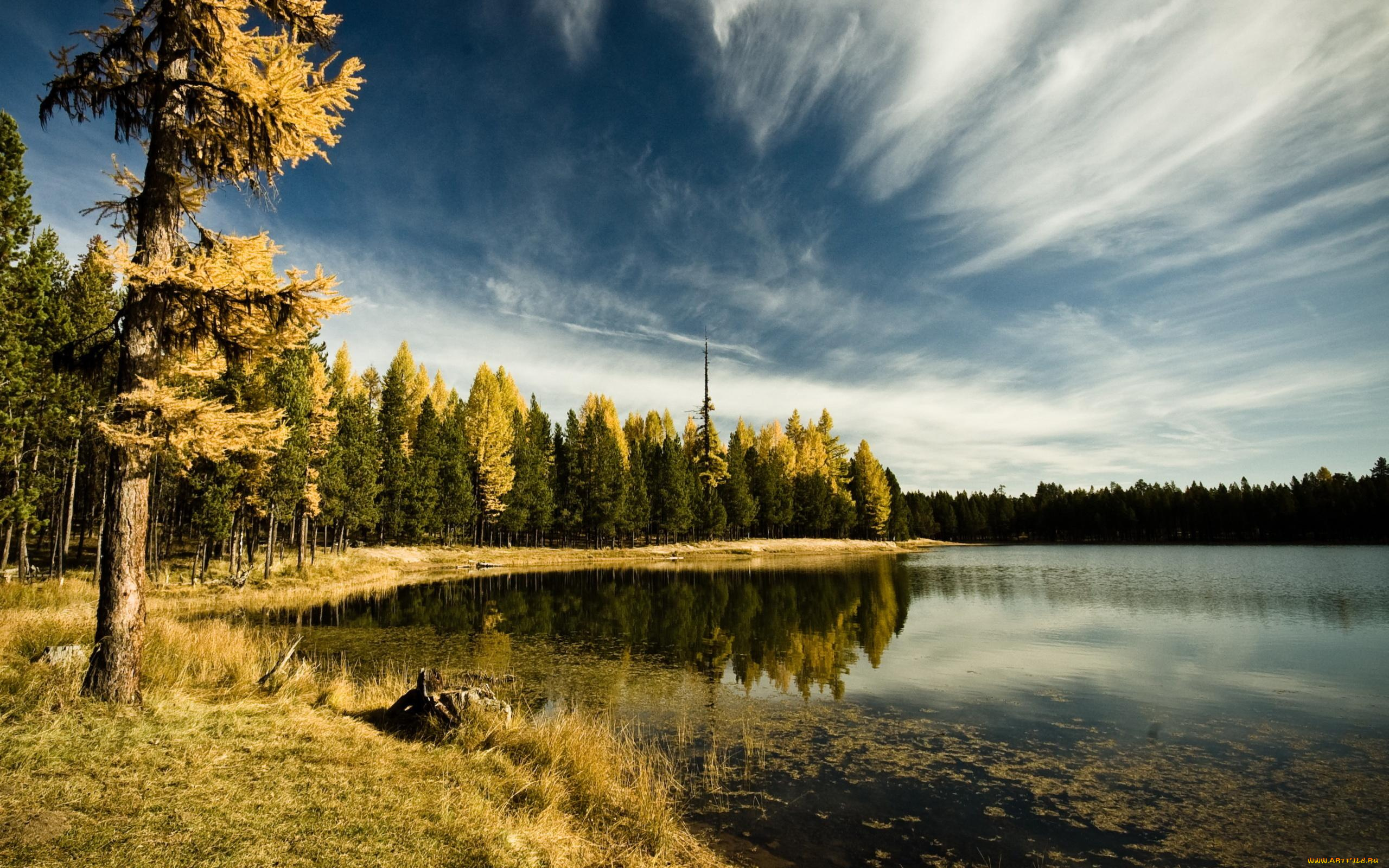 природа, реки, озера, коряга, берег, осень, деревья, лес, облака, небо, водоросли, озеро