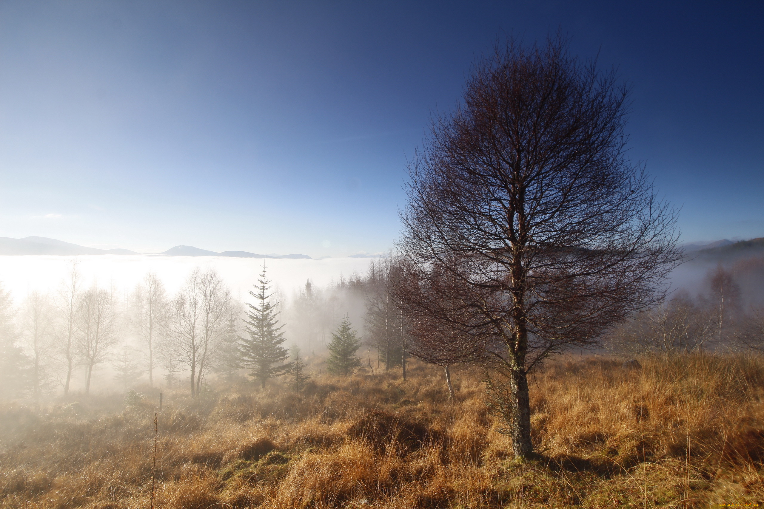 природа, деревья, туман, утро, дерево