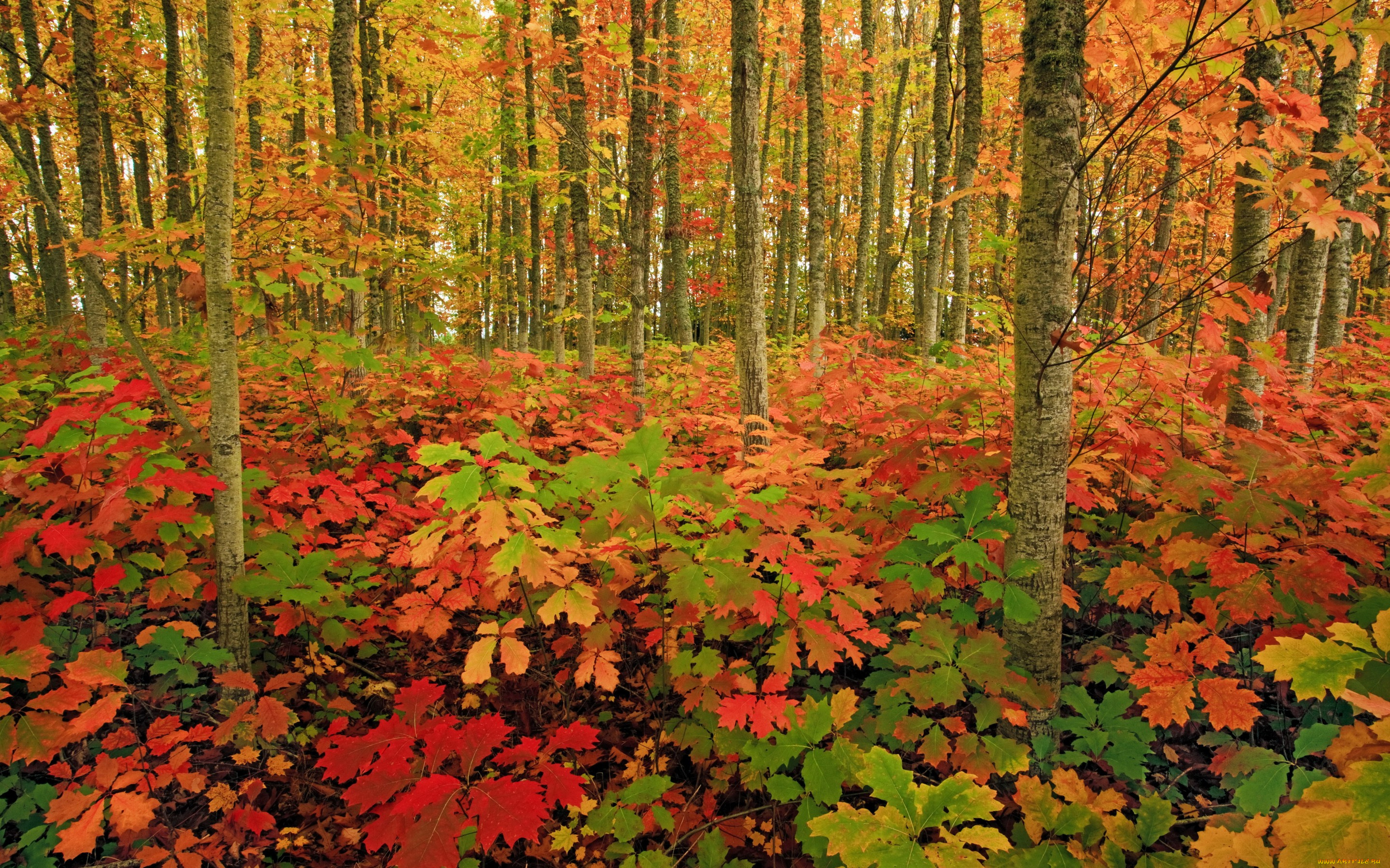 природа, лес, осень, деревья, трава, кусты, листья, краски