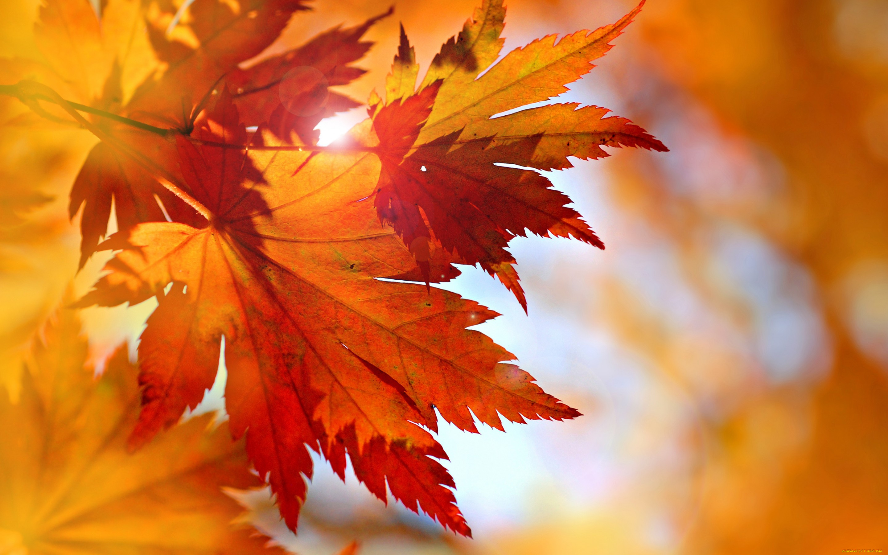 природа, листья, maple, fall, leaves, autumn, осень