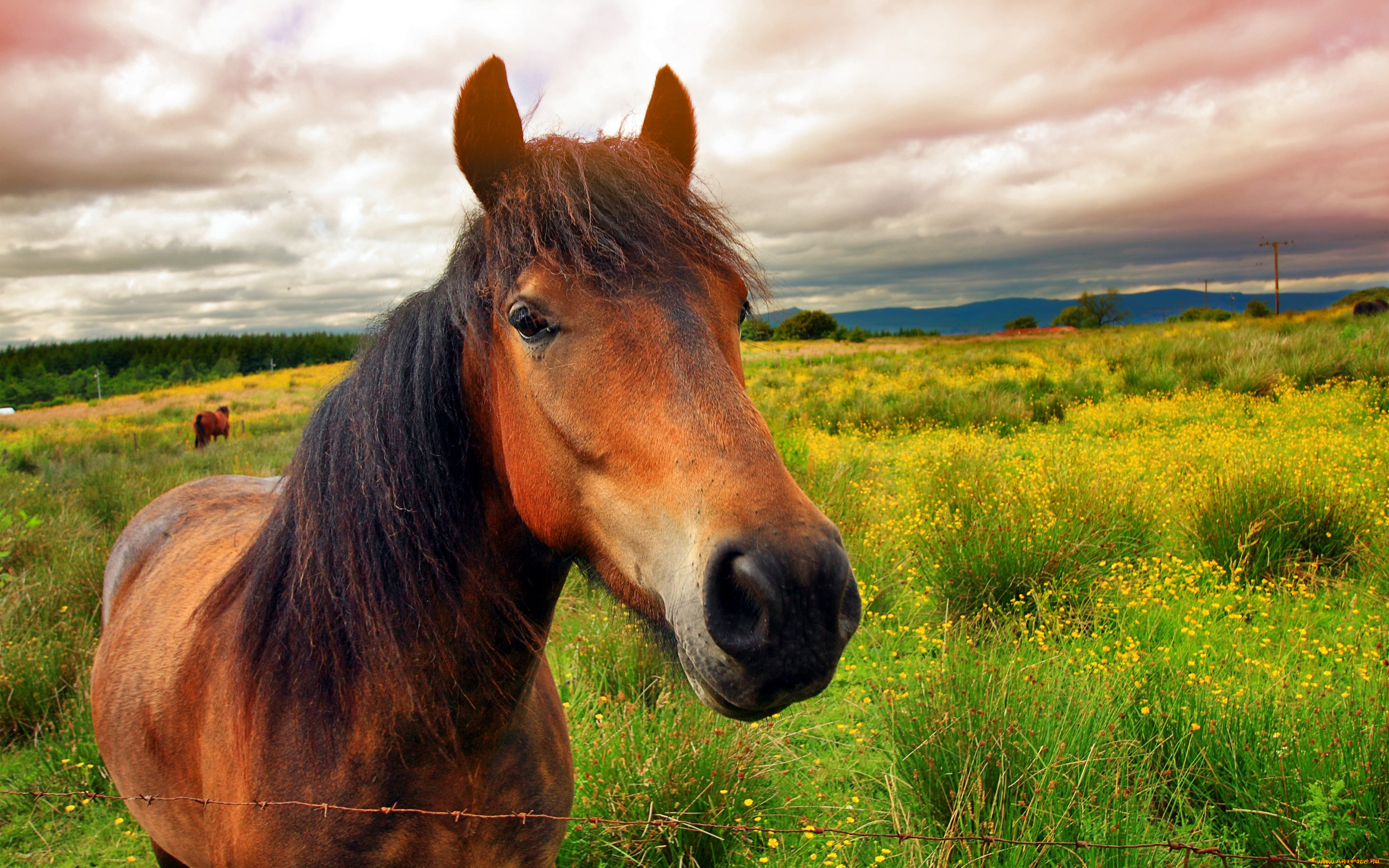 животные, лошади, облака, лето, морда, проволока, цветы, зелень, поле, коричневый, конь, лошадь