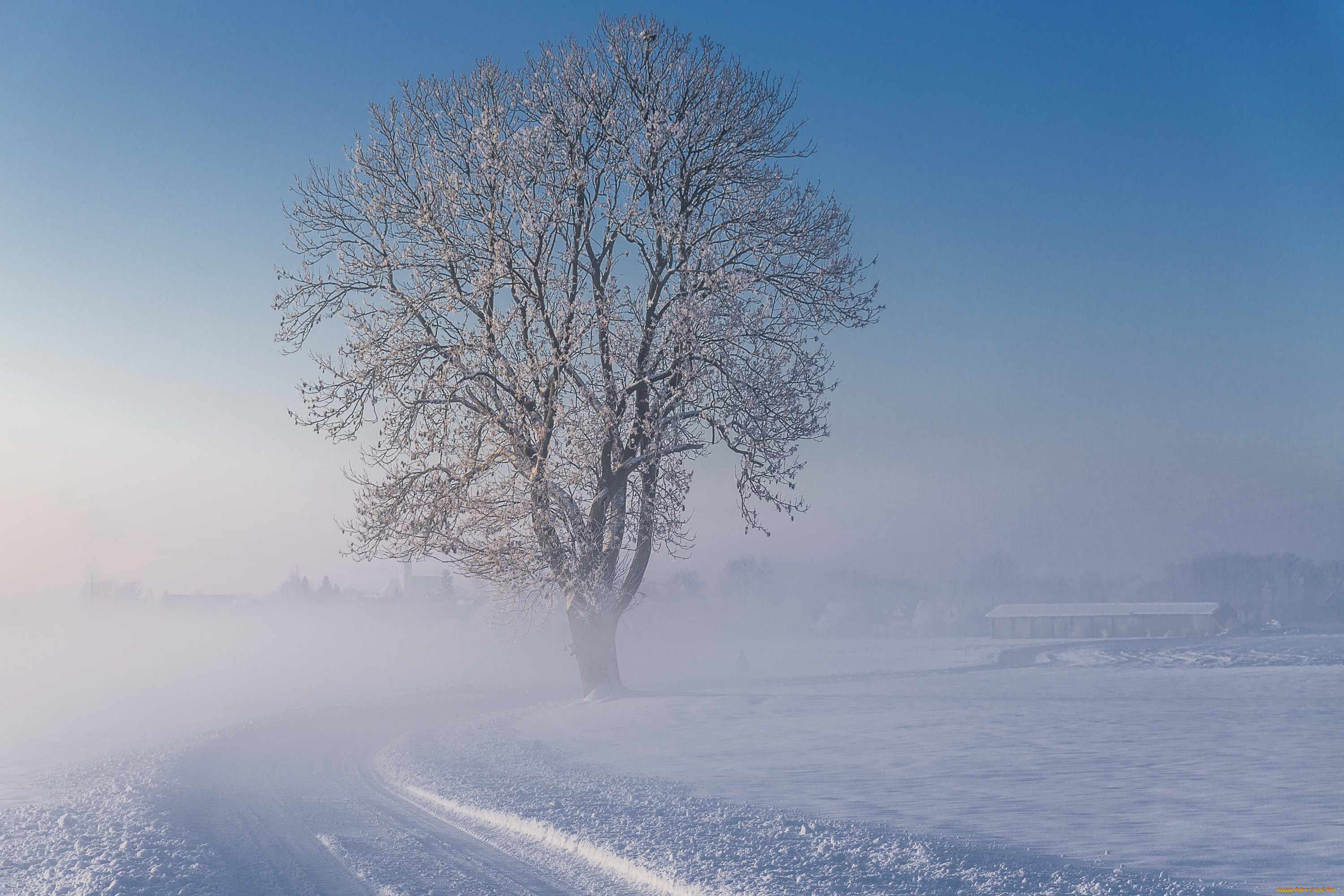 природа, зима, дерево, утро, туман, снег, дорога