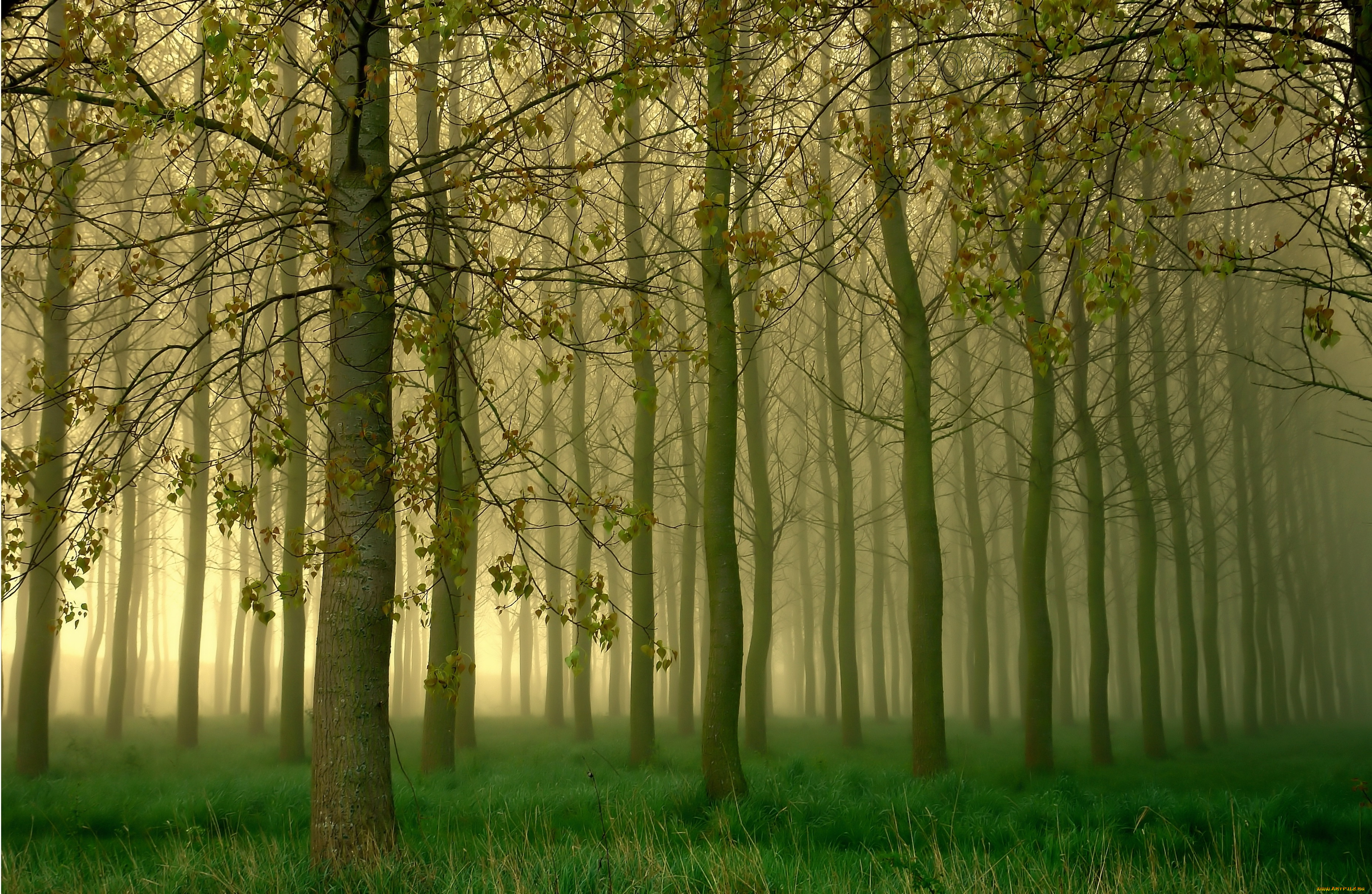 природа, лес, роща, туман, деревья