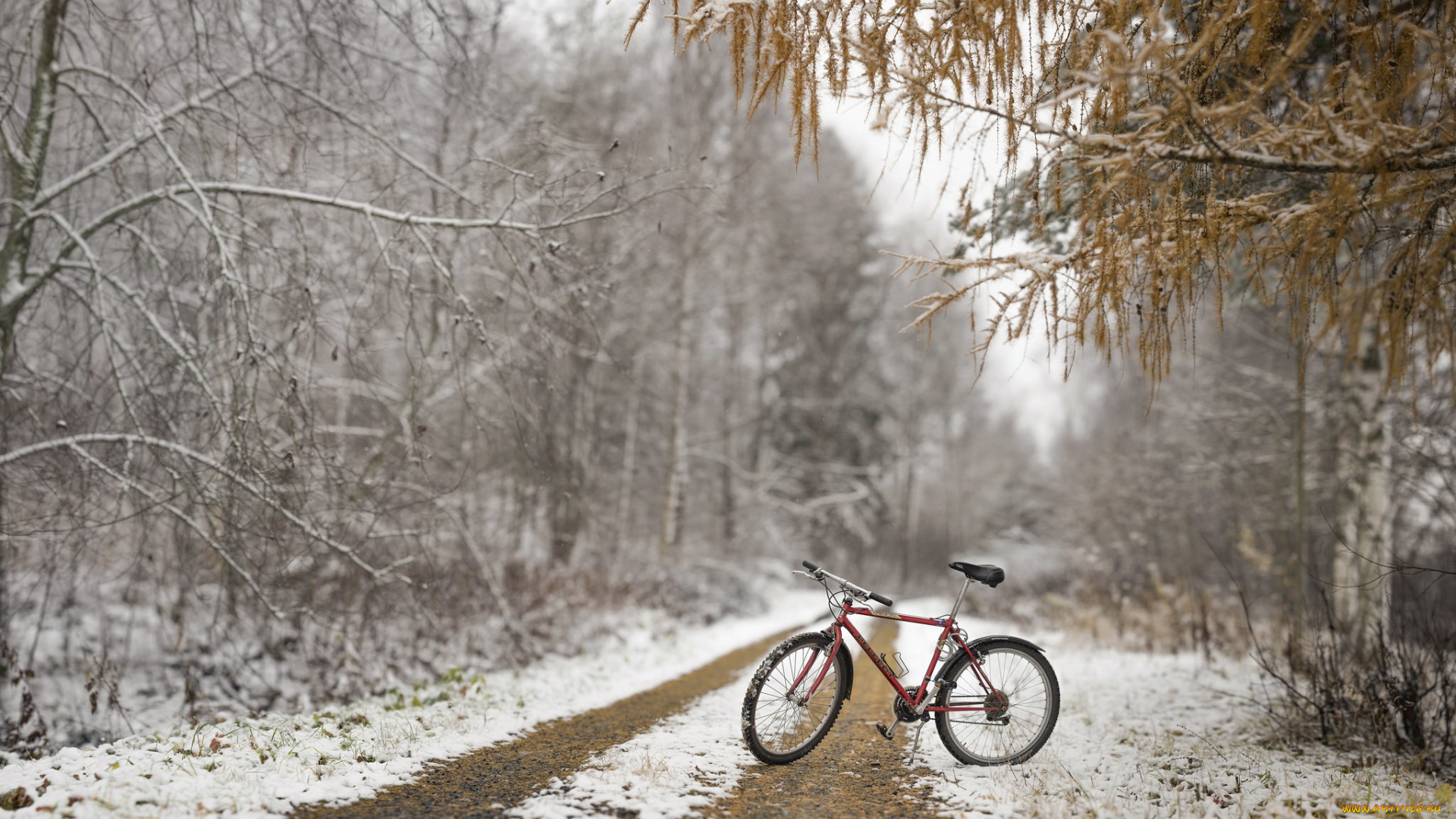 техника, велосипеды, велосипед, осень, снег, лес