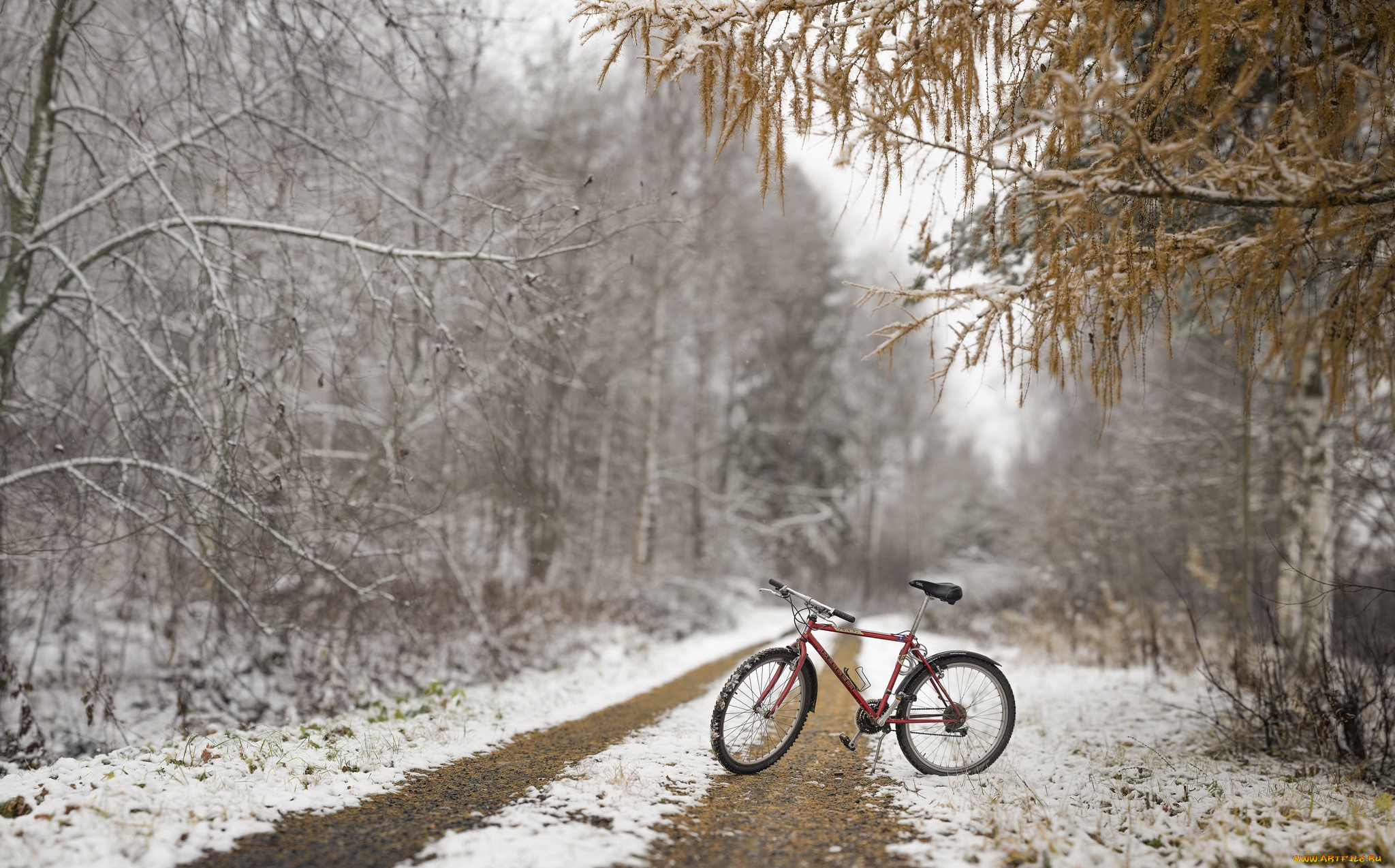 техника, велосипеды, велосипед, осень, снег, лес