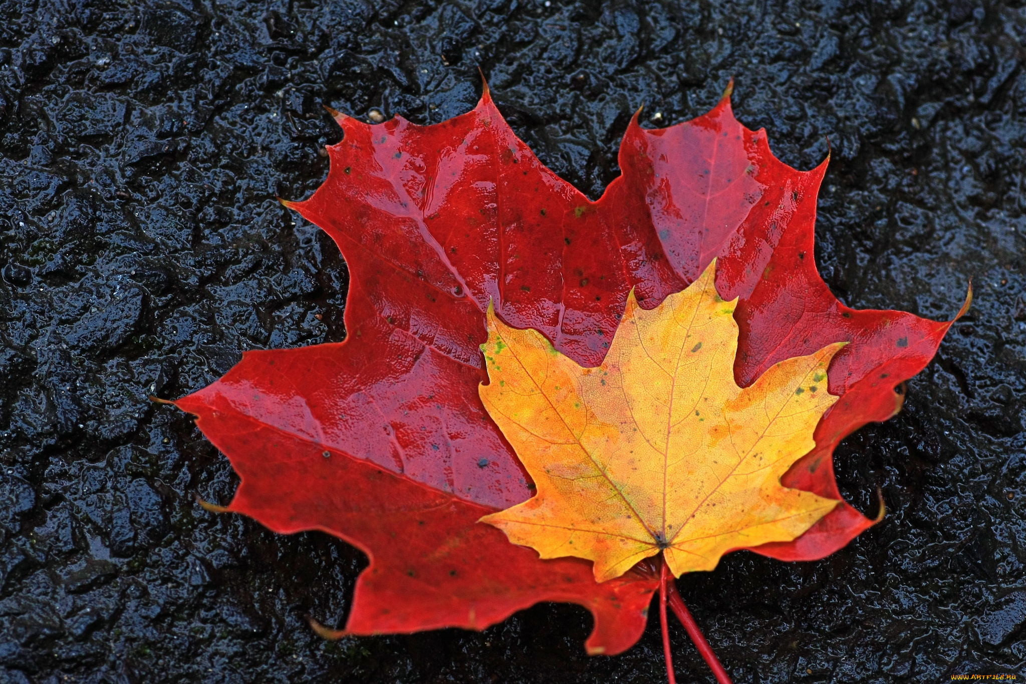 Листья клена желтые и красные. Осенний Калиновый лист. Осенний кленовый лист. Maple кленовый лист. Осенние листья клена.