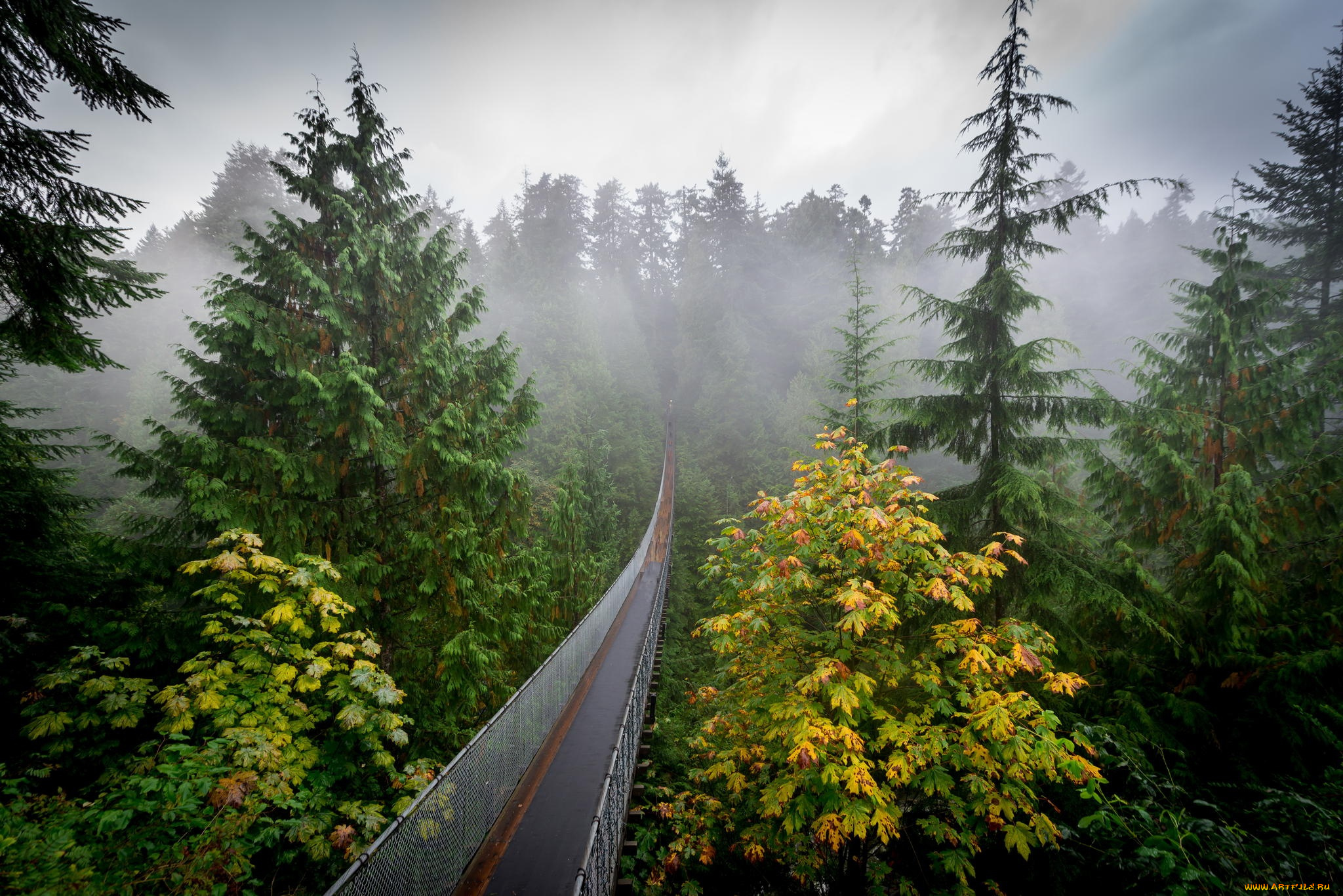 природа, дороги, туман, осень, лес, мостик, дымка