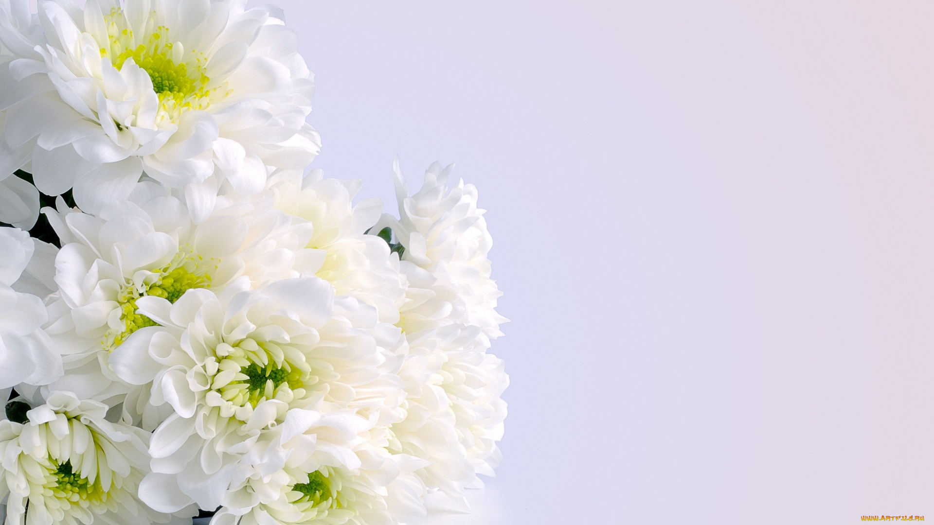 цветы, хризантемы, букет, белые, bouquet, white, flowers, chrysanthemum