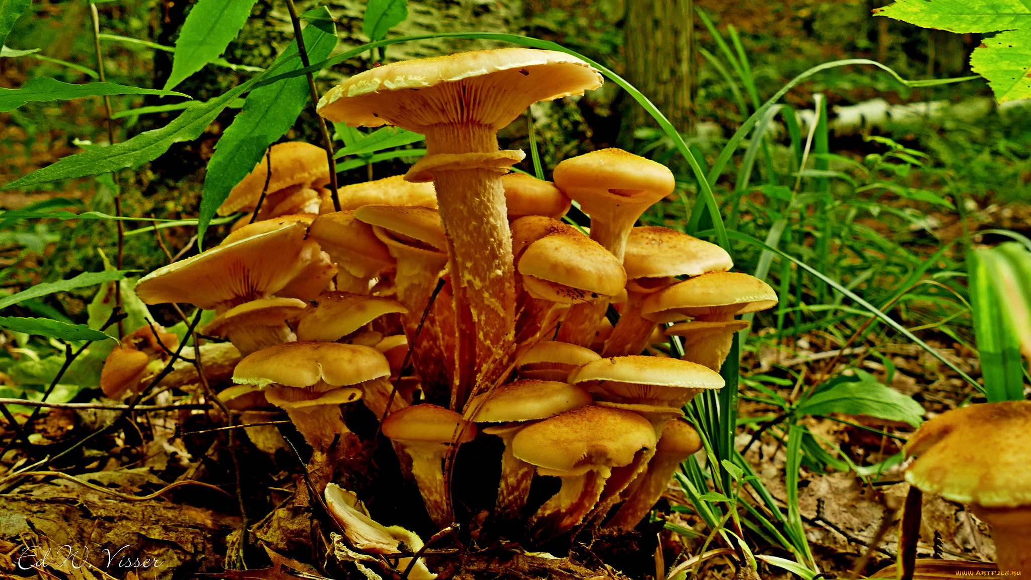 природа, грибы, лес