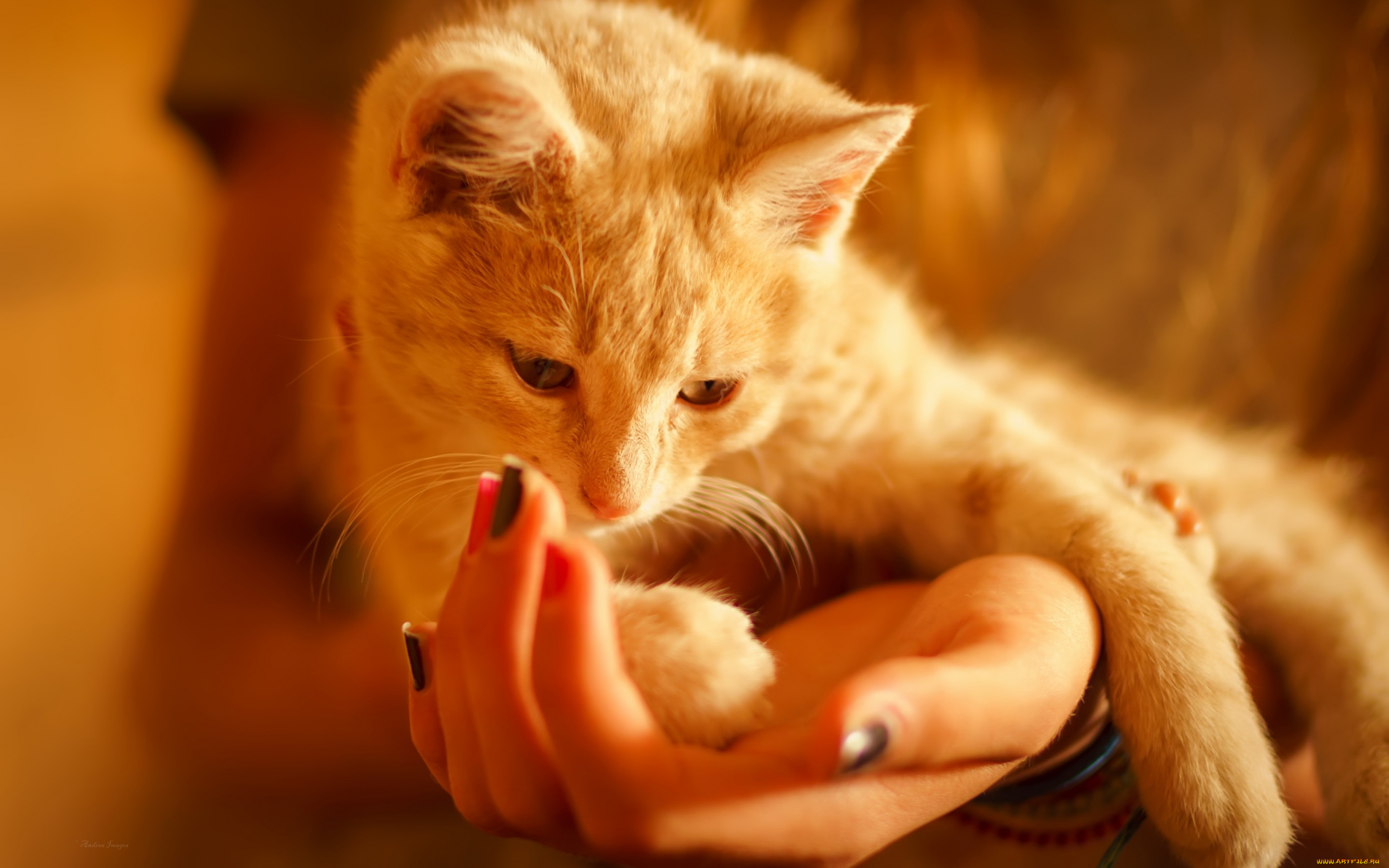 животные, коты, уют, руки, кошка