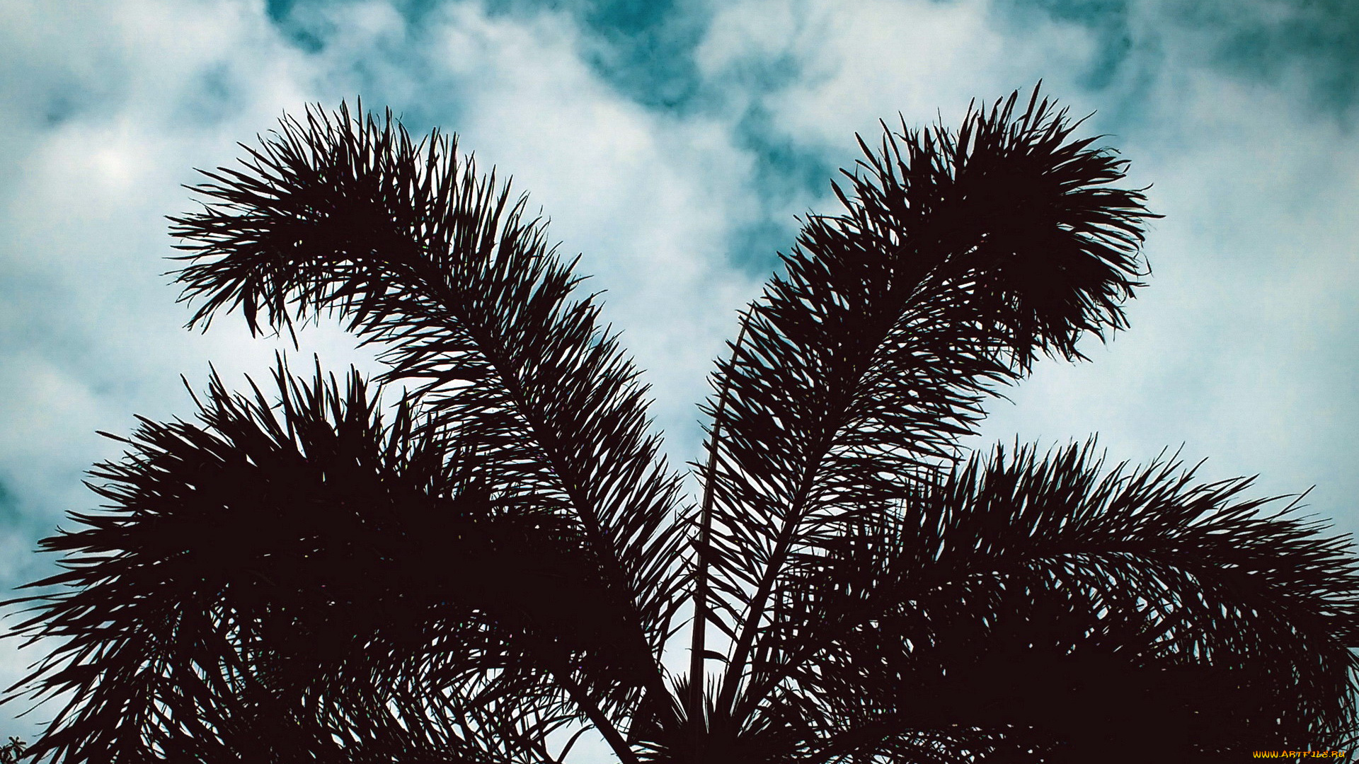 природа, деревья, пальмы