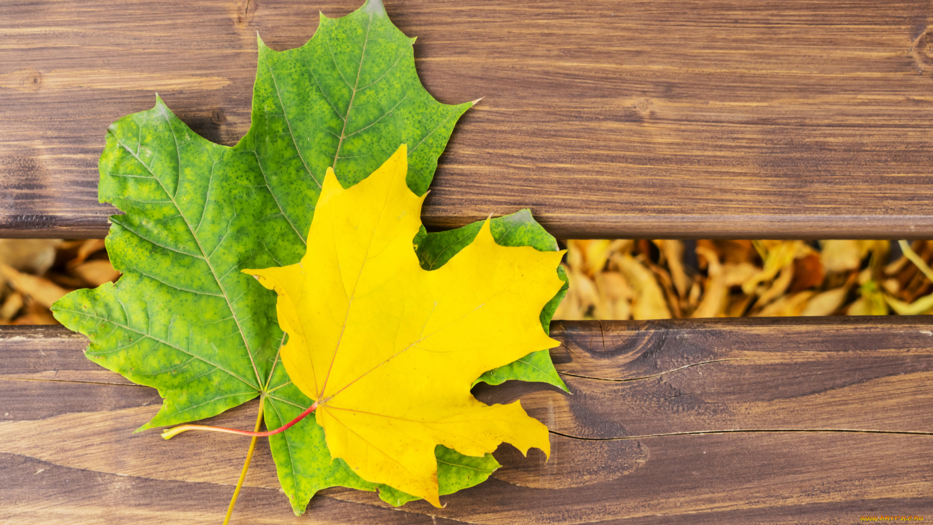 природа, листья, дерево, осень, maple, осенние, leaves, autumn, wood, клен, colorful