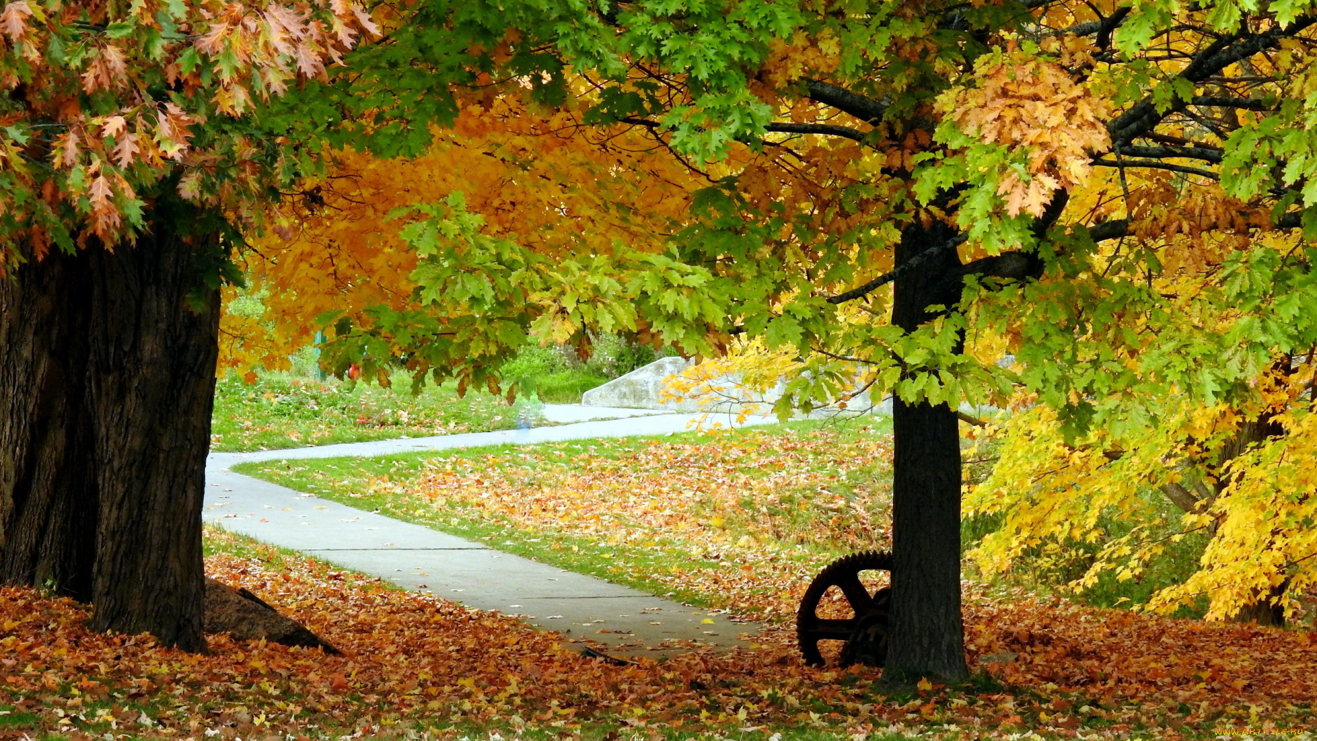 природа, парк, листопад, осень