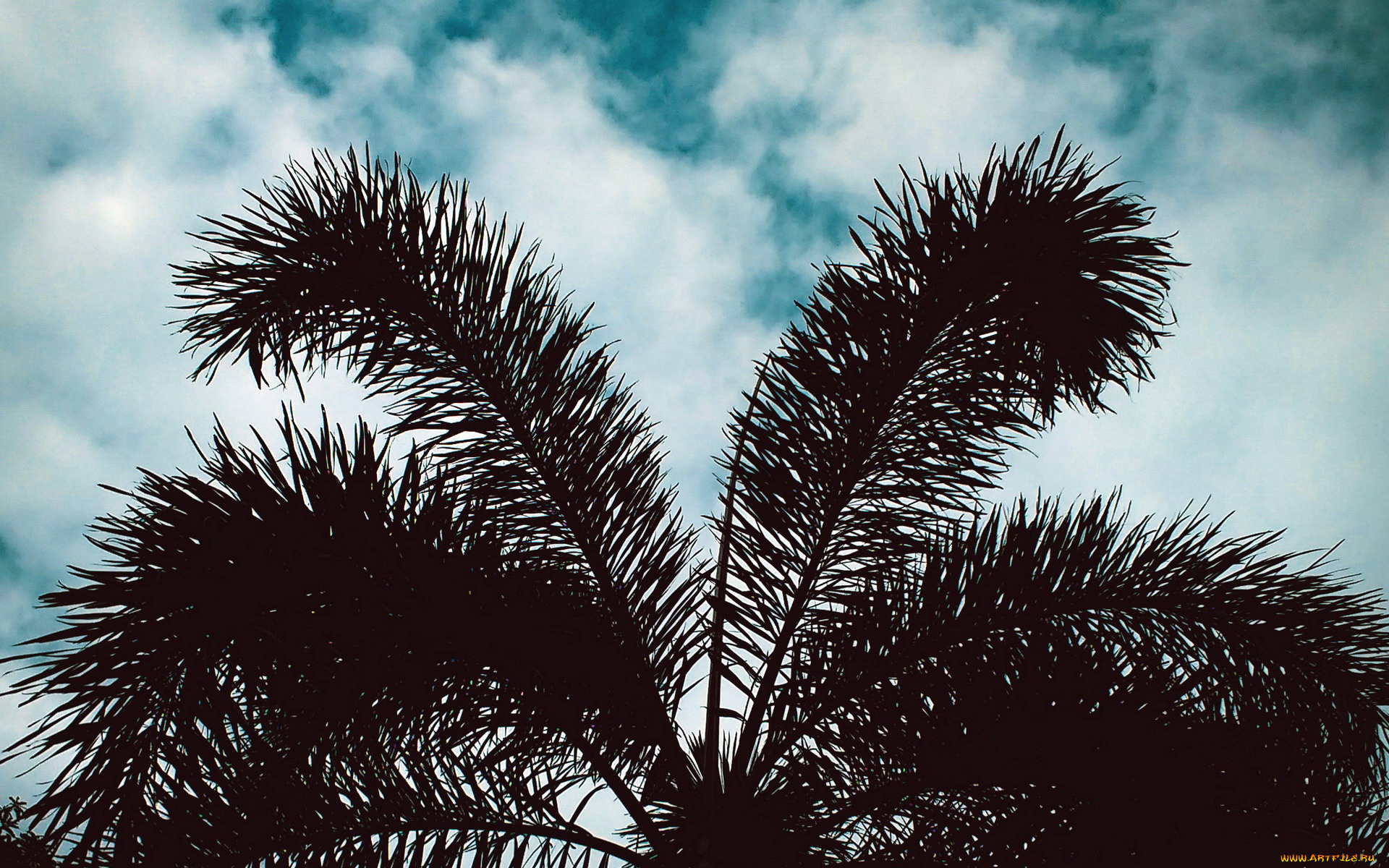 природа, деревья, пальмы