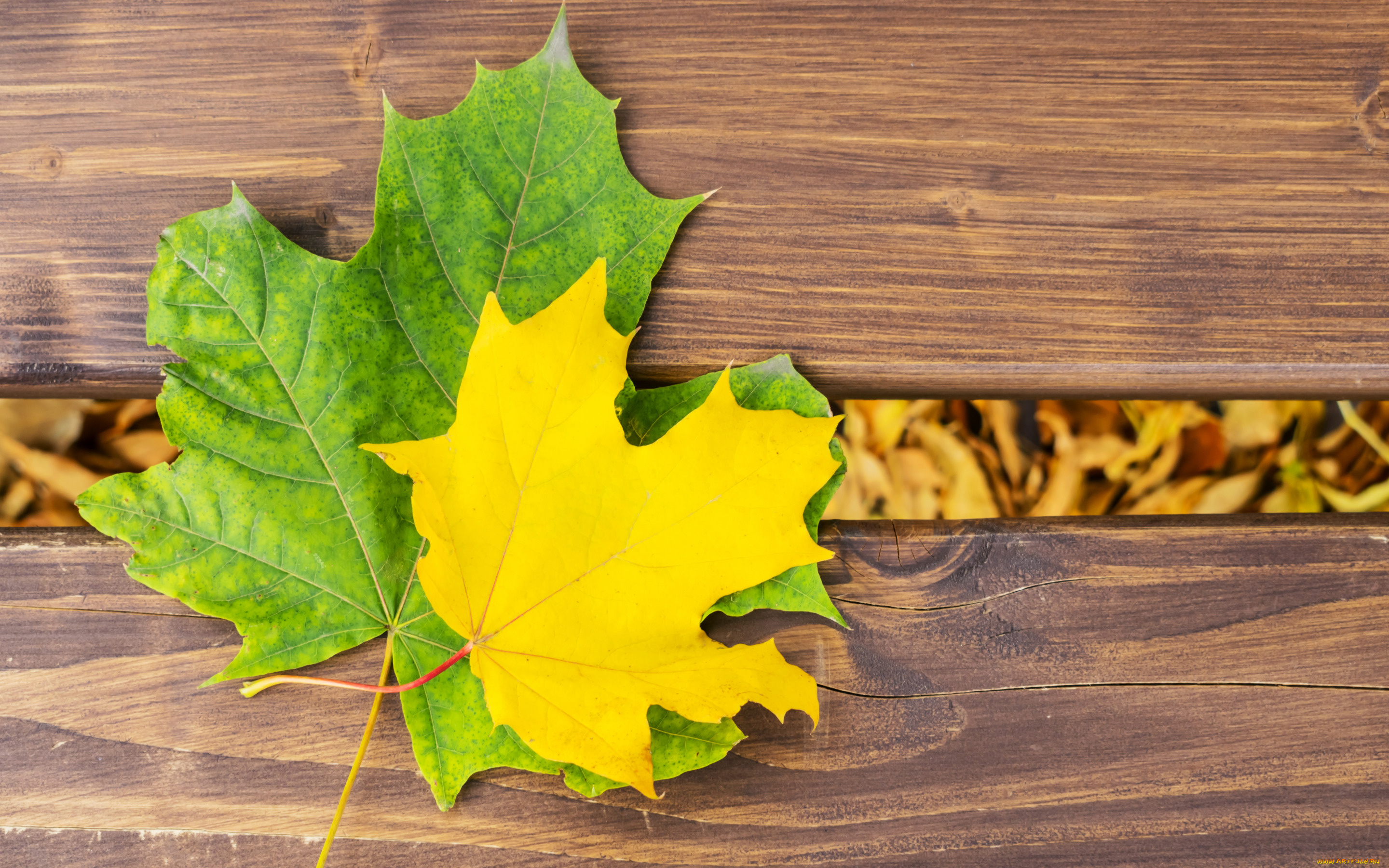 природа, листья, дерево, осень, maple, осенние, leaves, autumn, wood, клен, colorful