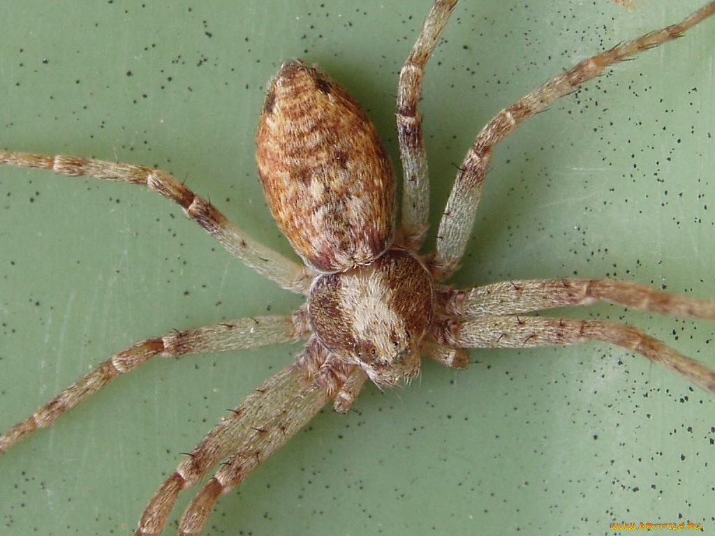 spider, животные, пауки