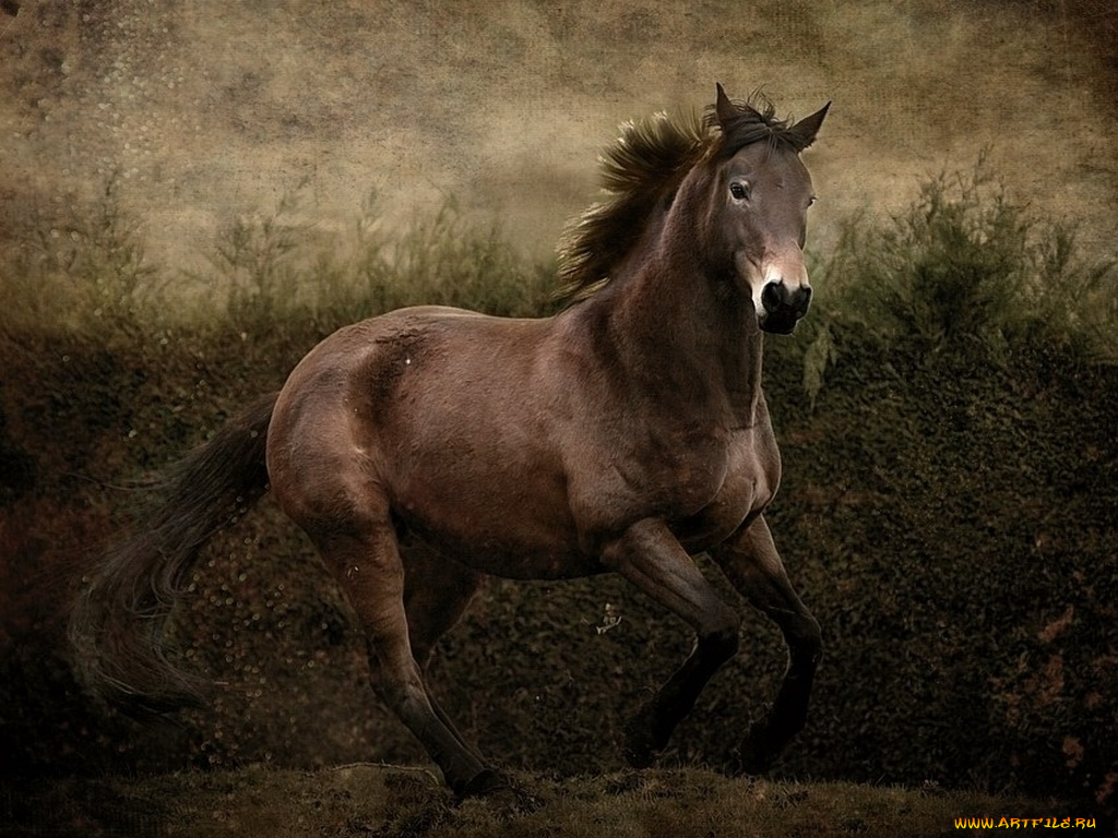begonia, ***, животные, лошади