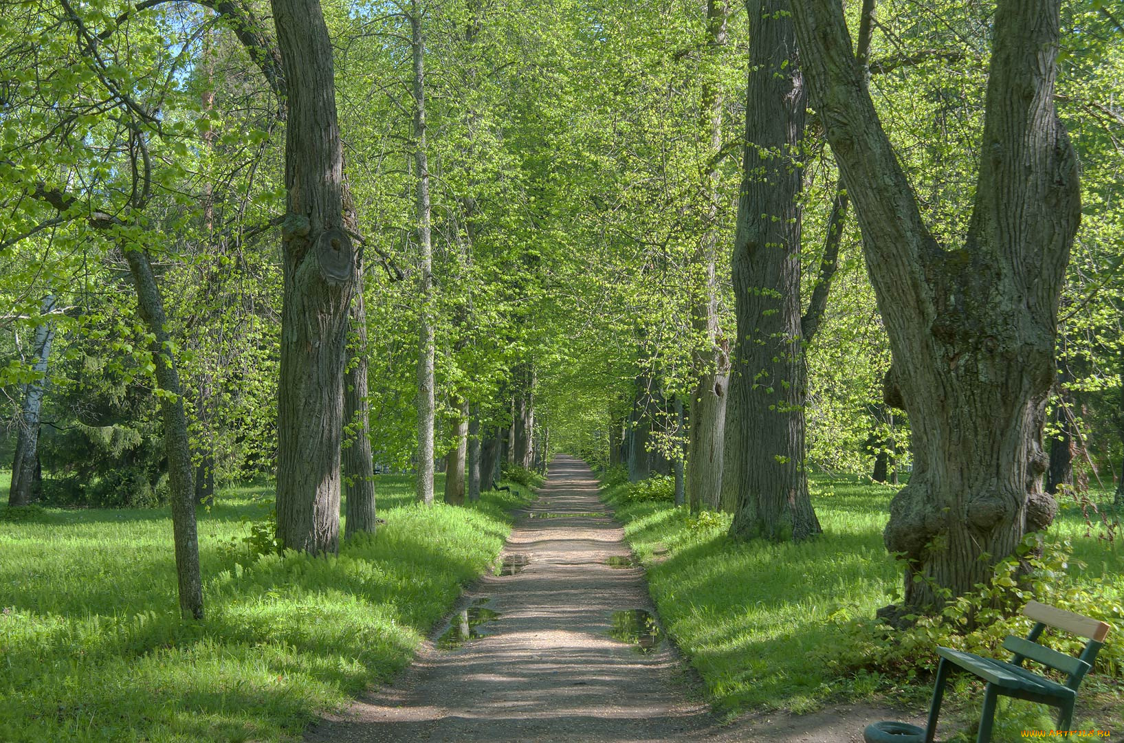 природа, парк, деревья, дорога