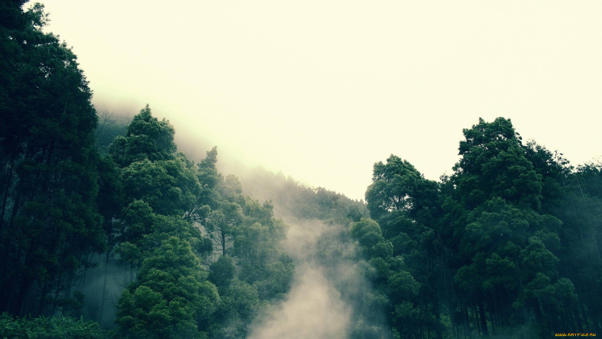 природа, лес, горы, туман