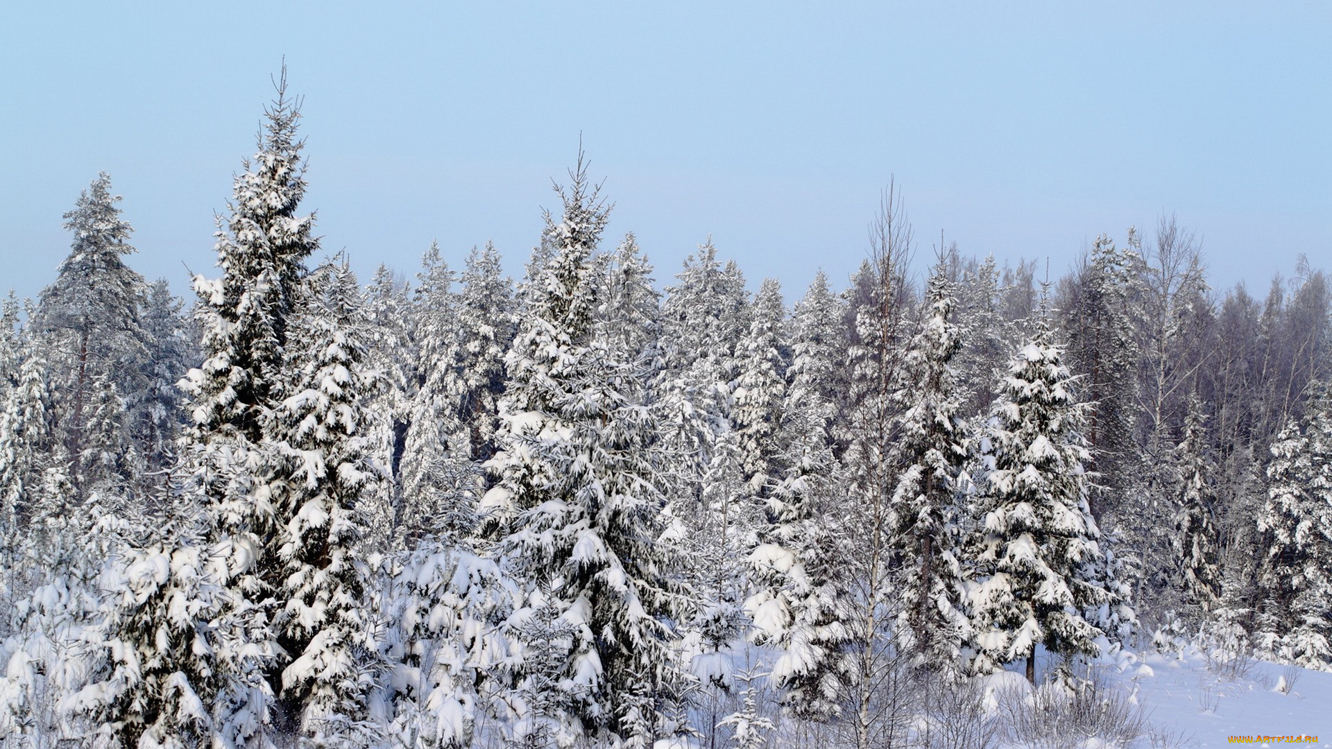 природа, зима, лес, елки, снег