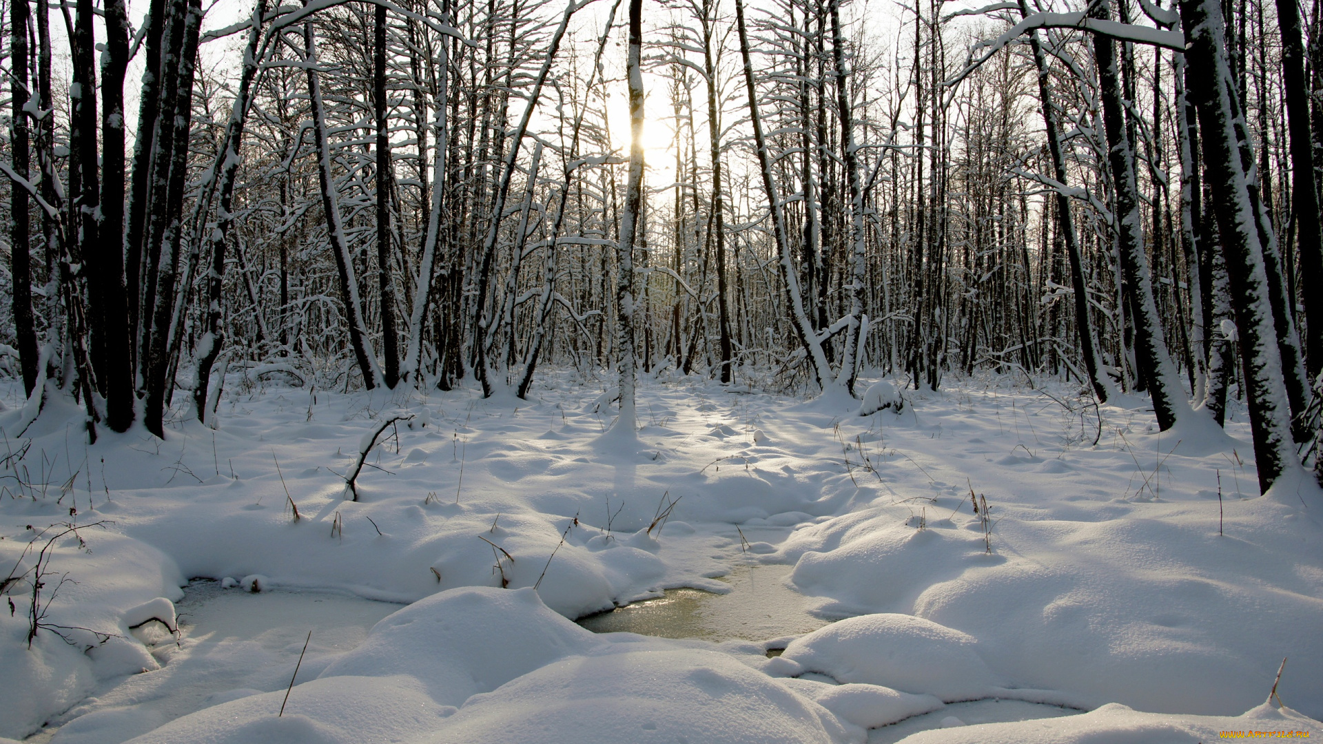 природа, зима, лужи, лес, лёд, снег, деревья, солнце