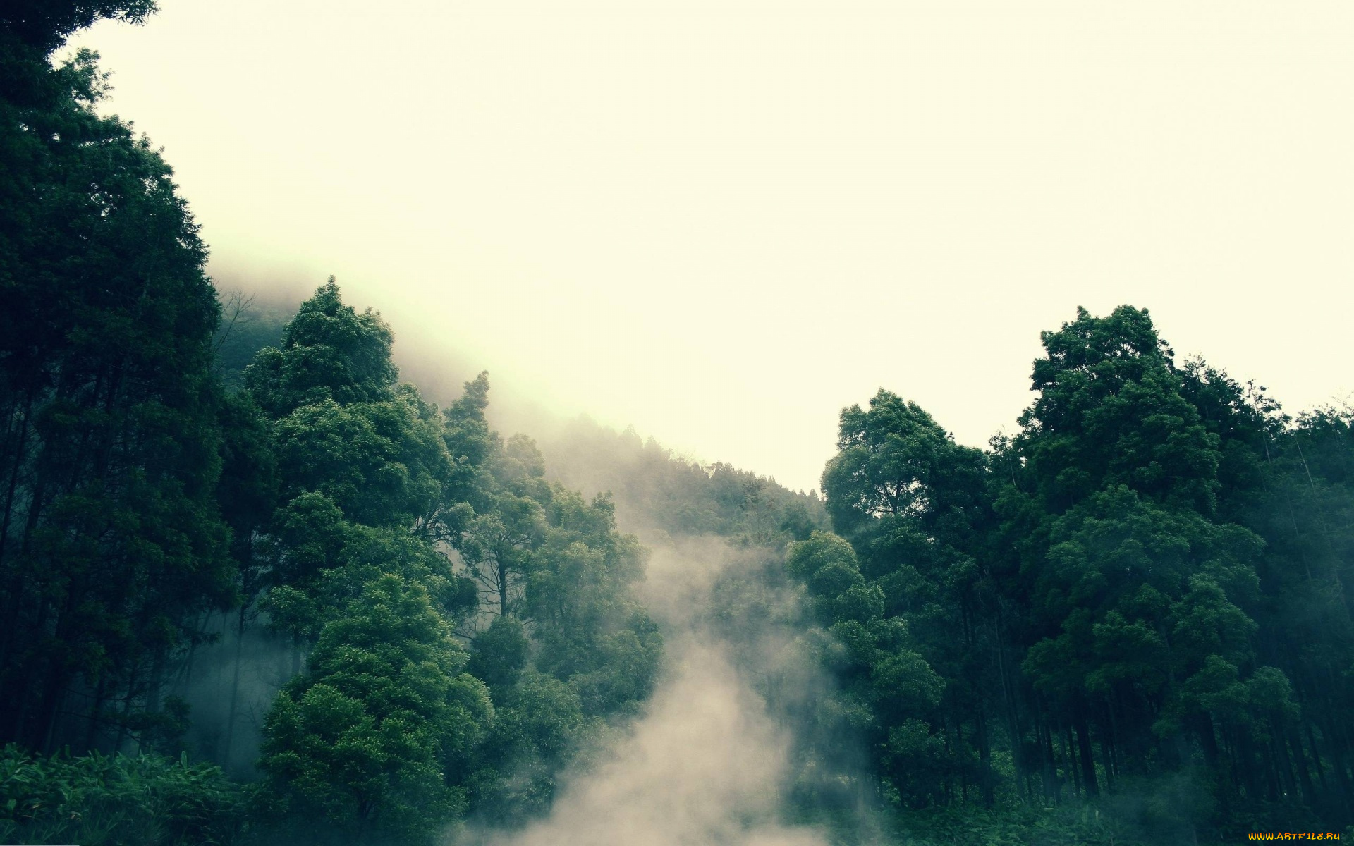 природа, лес, горы, туман