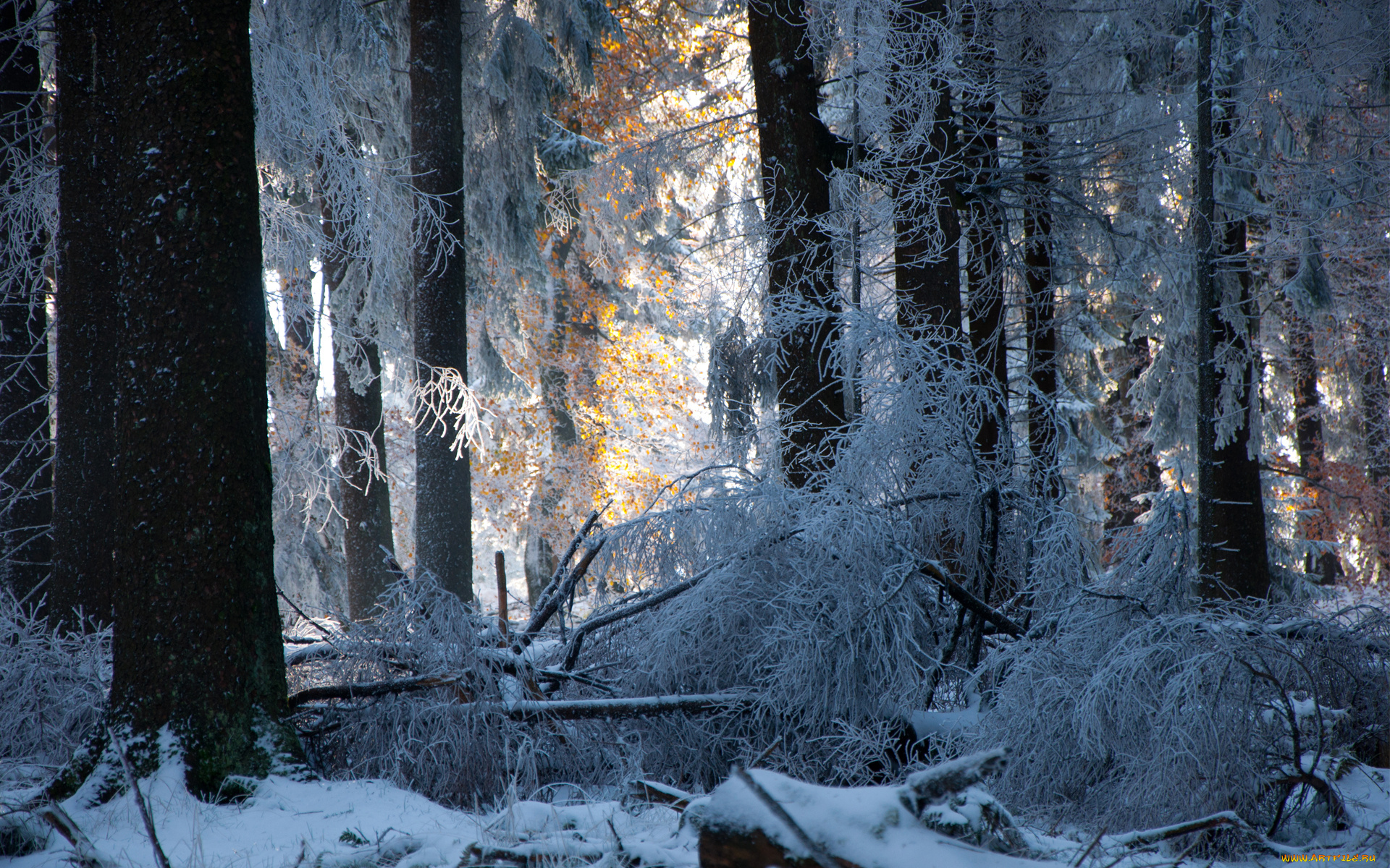 природа, лес, снег, деревья, зима