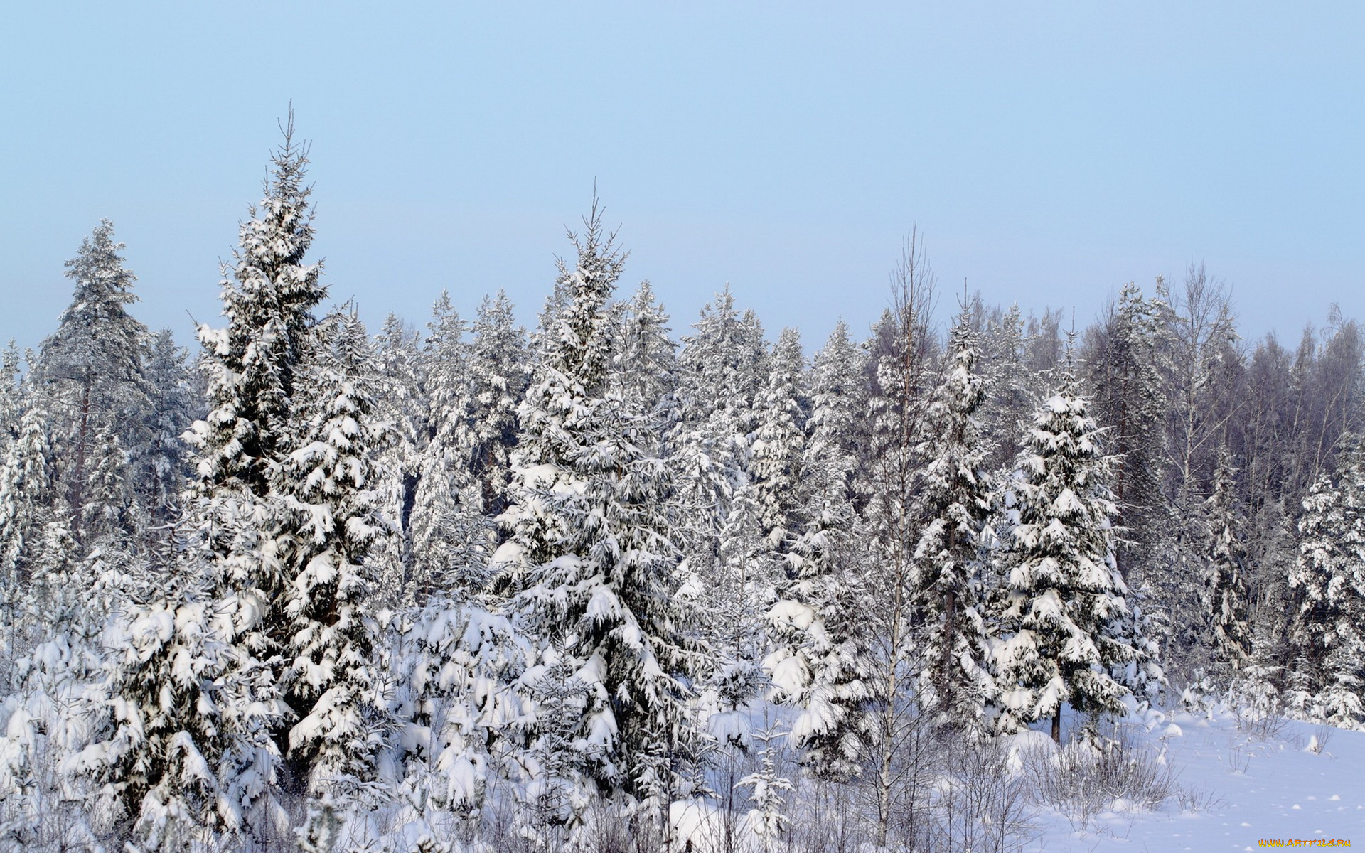 природа, зима, лес, елки, снег