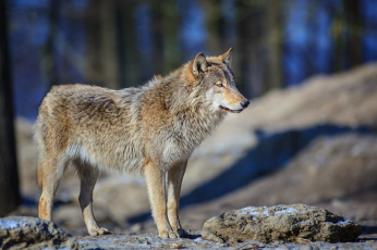 Картинка животные волки серый хищник