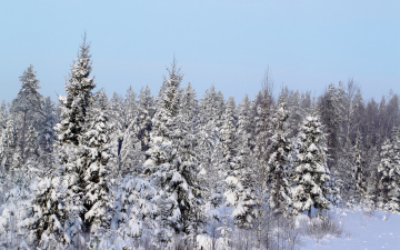 Картинка природа зима лес елки снег