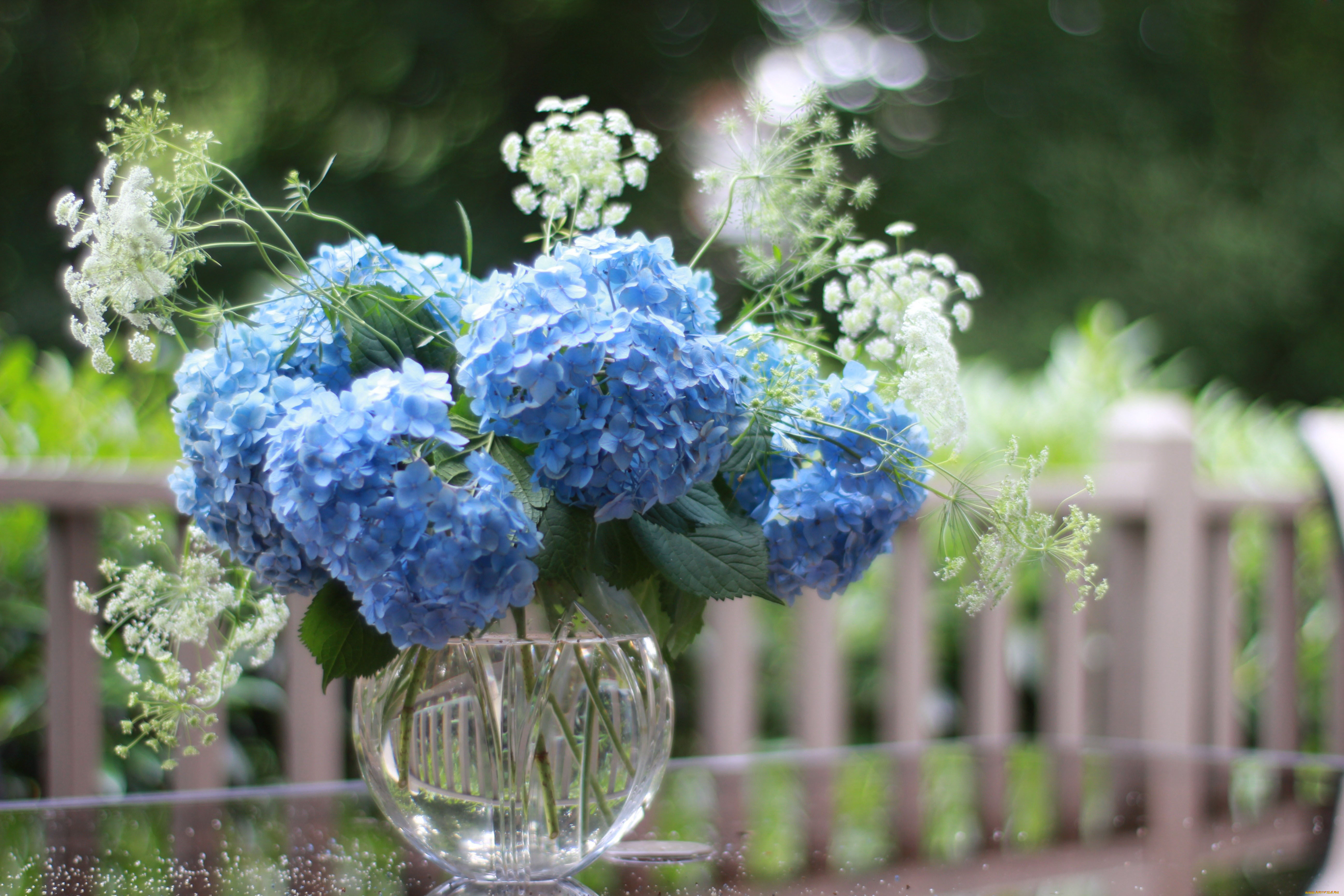 цветы, гортензия, голубой