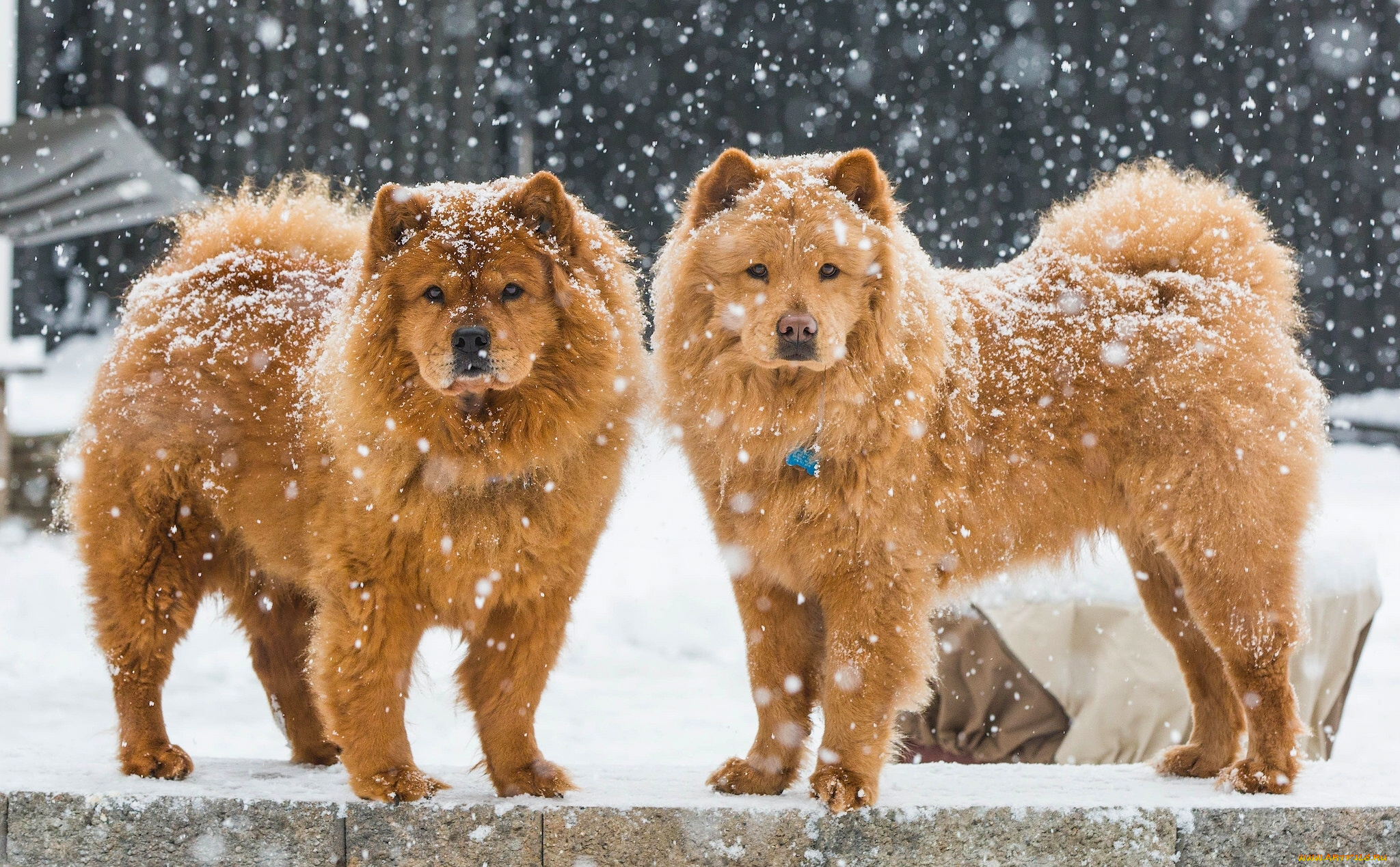 животные, собаки, парочка, снег, зима, Чау-чау