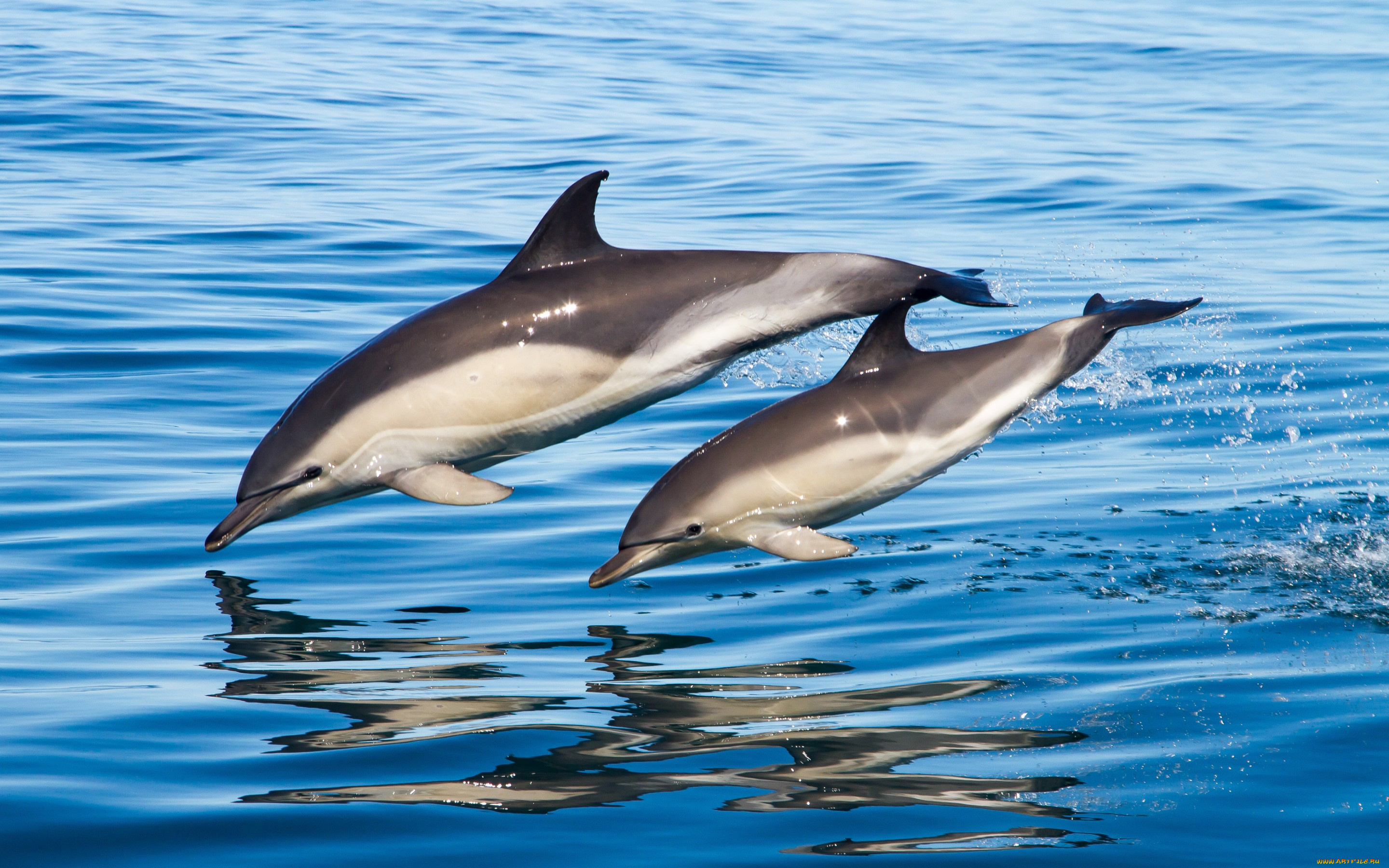 животные, дельфины, вода, море, семья, пара