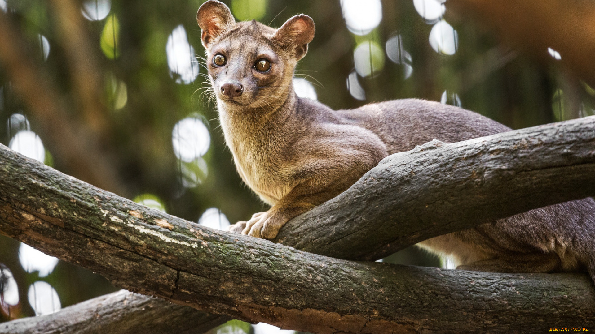 fossa, животные, фоссы, фосса, животное, хищник, виверровые, мадагаскар, красная, книга, млекопитающее