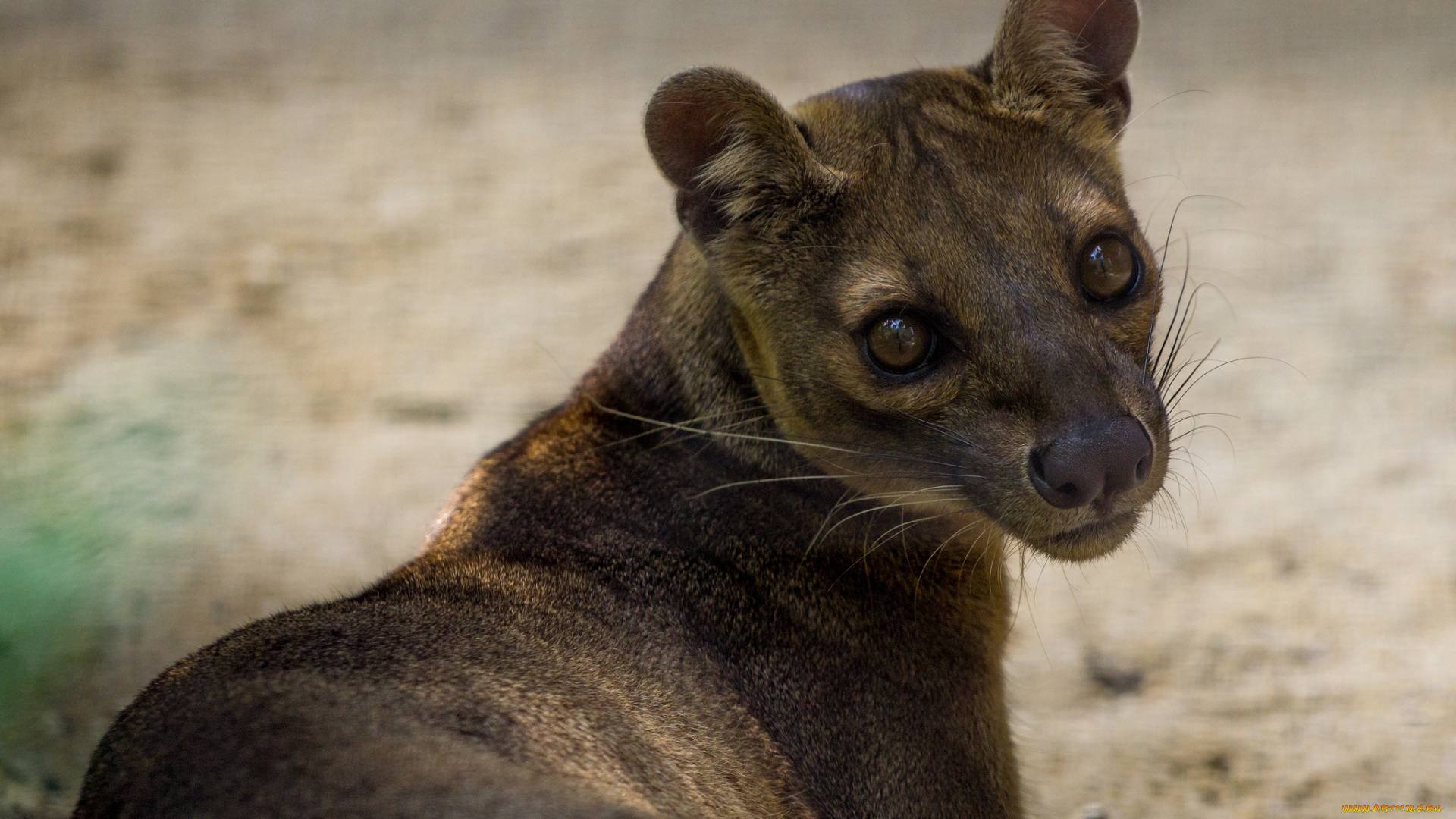 fossa, животные, фоссы, фосса, животное, хищник, виверровые, мадагаскар, красная, книга, млекопитающее