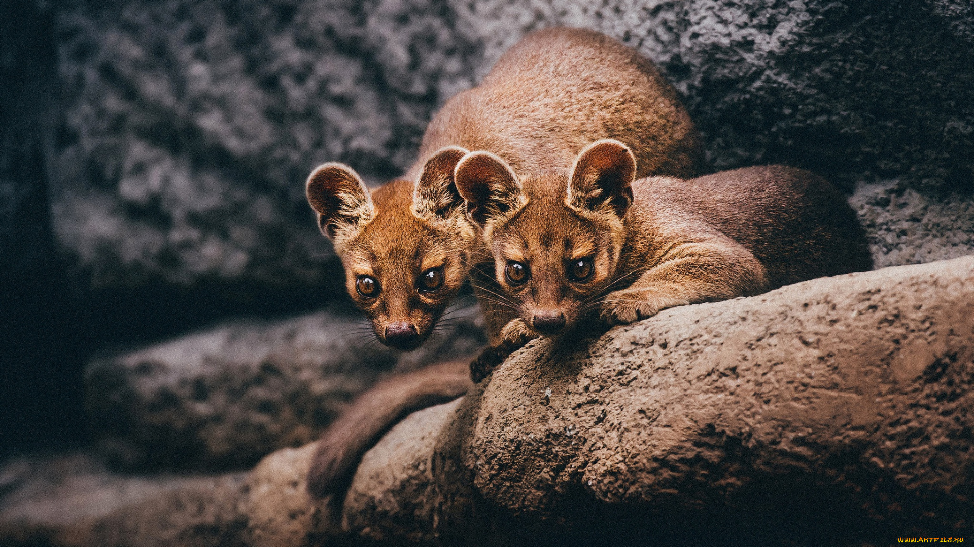 fossa, животные, фоссы, фосса, животное, хищник, виверровые, мадагаскар, красная, книга, млекопитающее