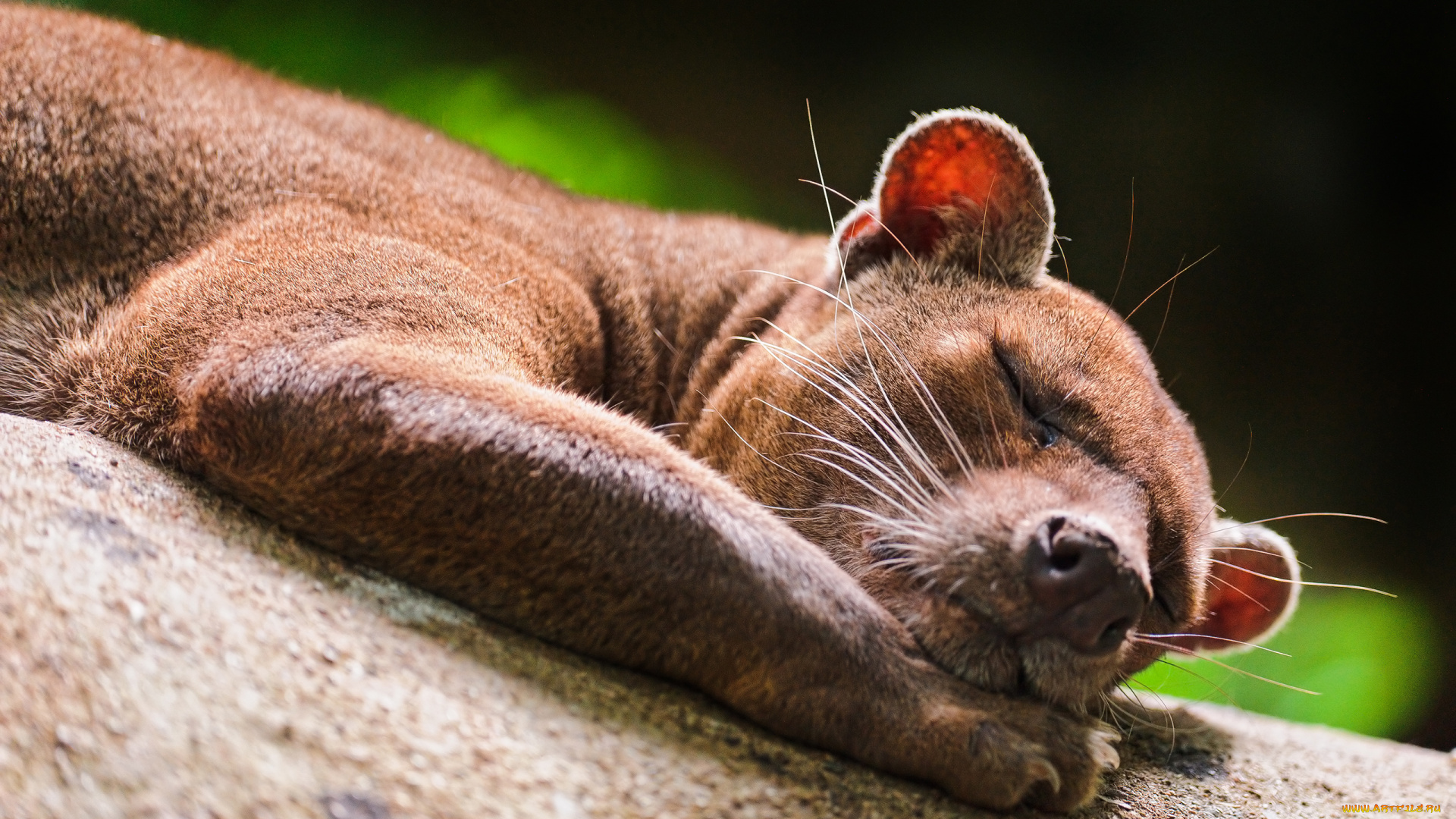 fossa, животные, фоссы, фосса, животное, хищник, виверровые, мадагаскар, красная, книга, млекопитающее