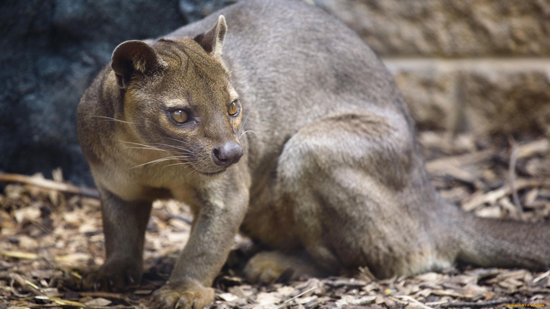 fossa, животные, фоссы, хищник, животное, фосса, млекопитающее, красная, книга, мадагаскар, виверровые