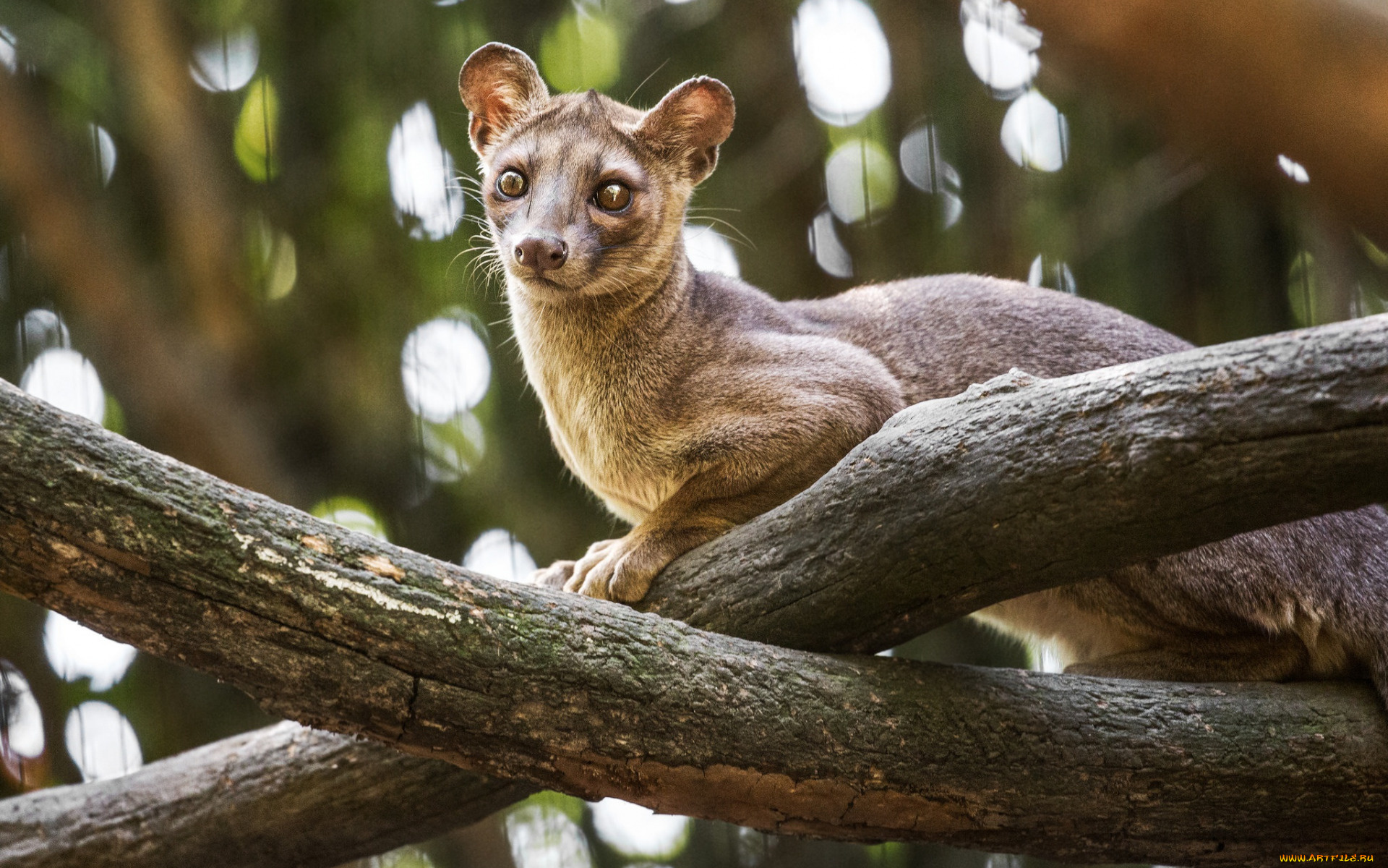 fossa, животные, фоссы, фосса, животное, хищник, виверровые, мадагаскар, красная, книга, млекопитающее