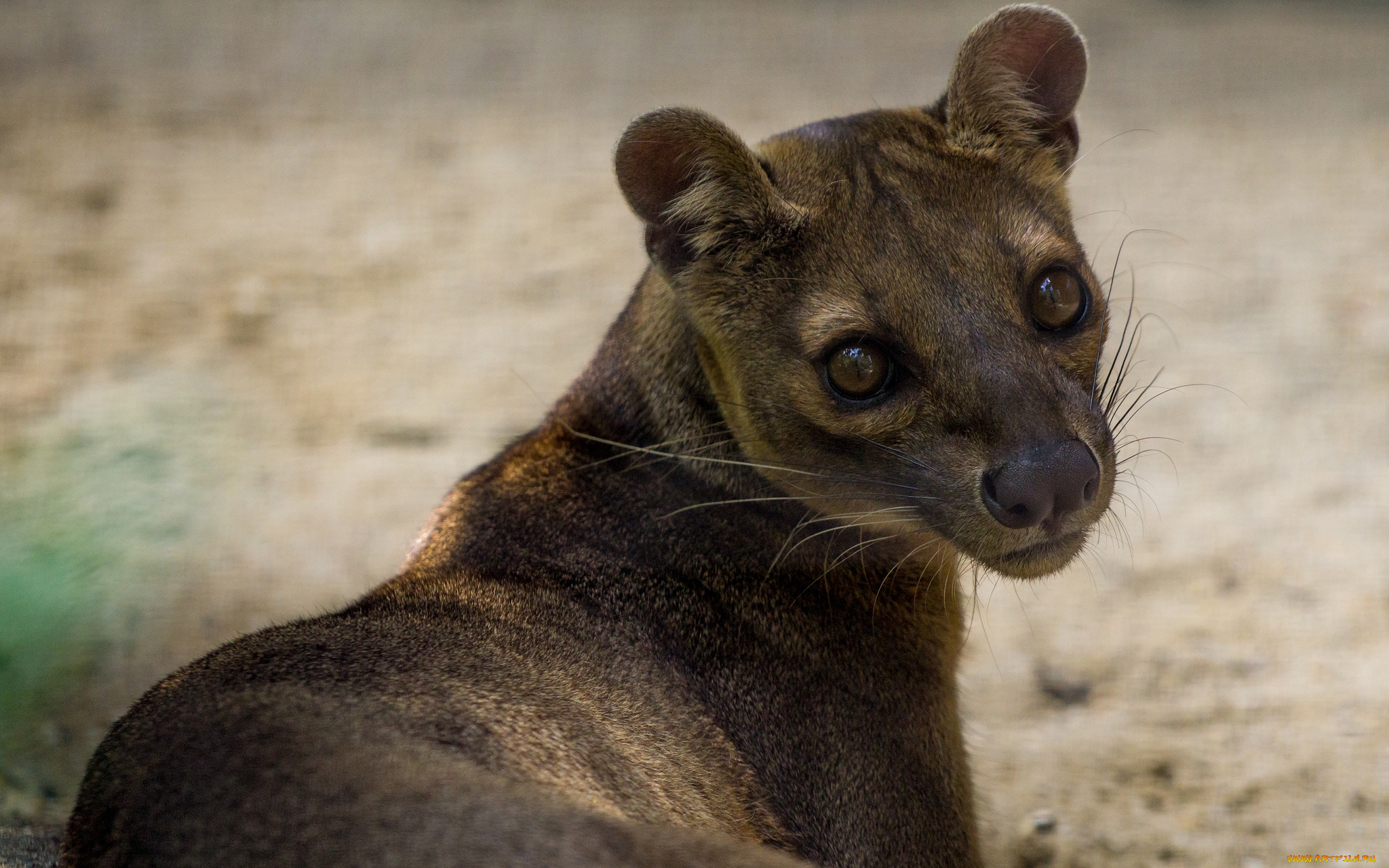 fossa, животные, фоссы, фосса, животное, хищник, виверровые, мадагаскар, красная, книга, млекопитающее