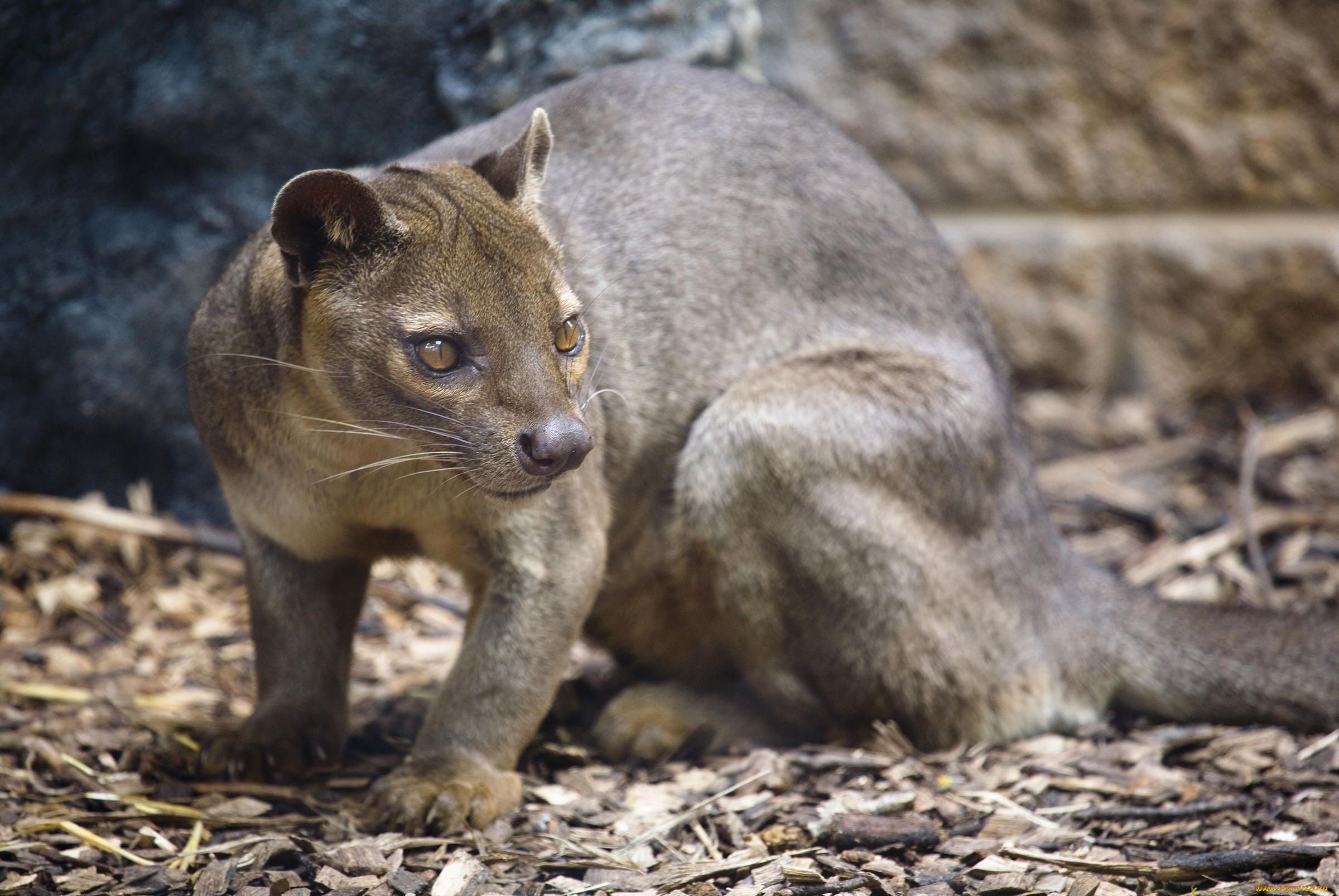 fossa, животные, фоссы, хищник, животное, фосса, млекопитающее, красная, книга, мадагаскар, виверровые