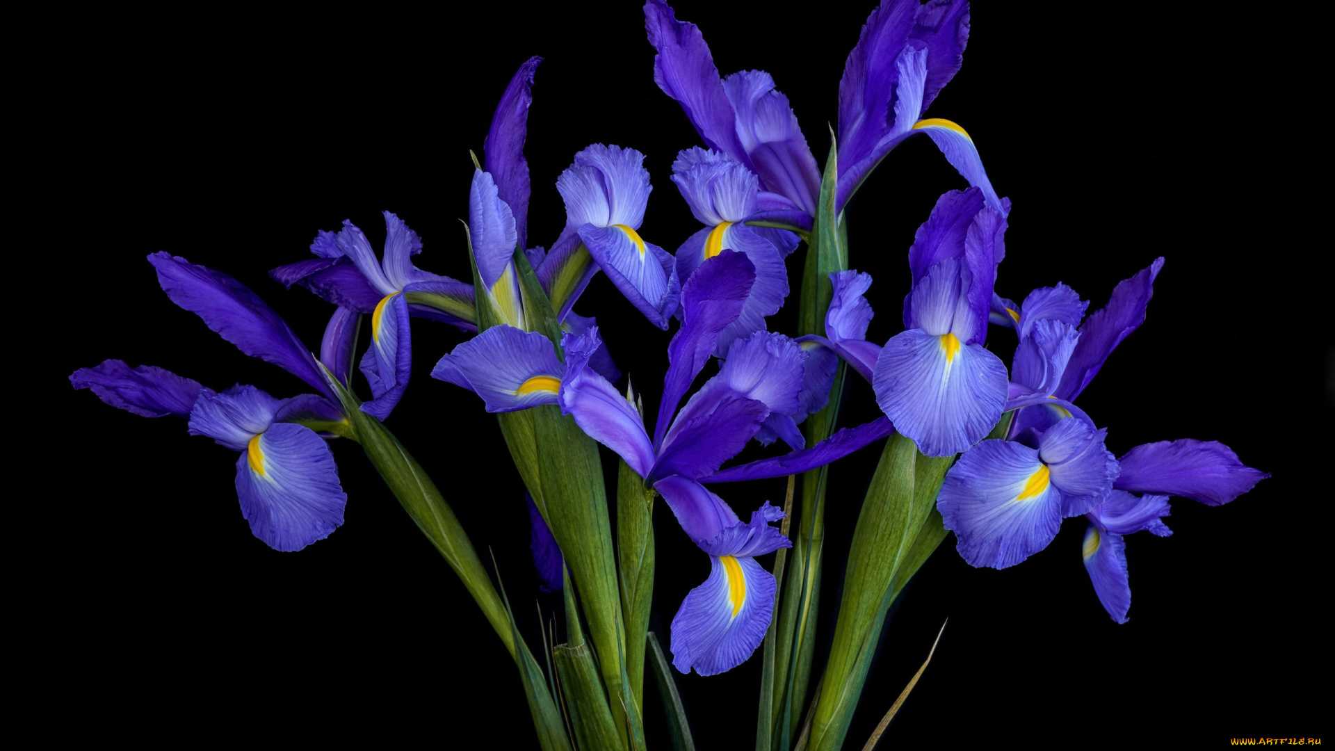 цветы, ирисы, синие