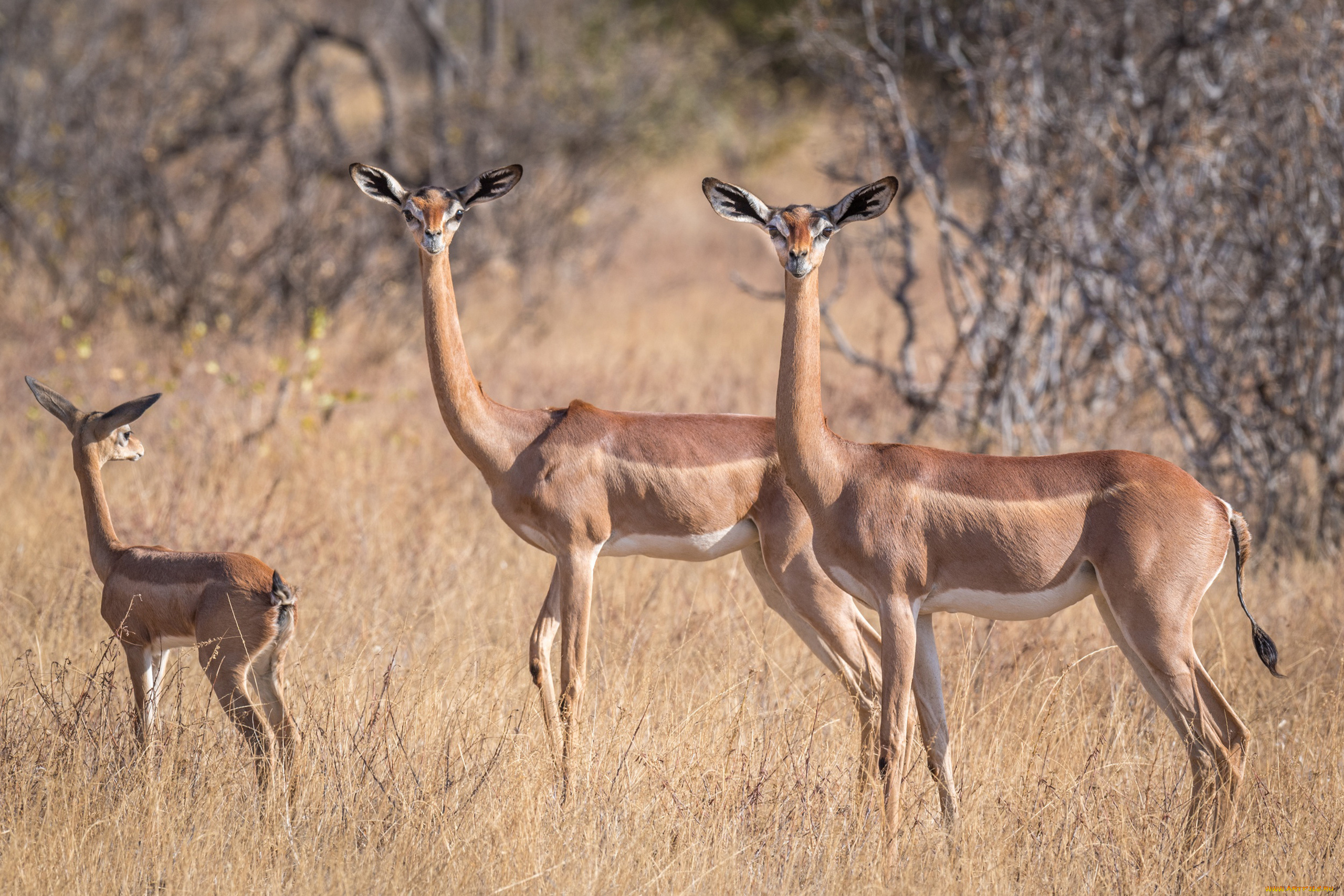 gerenuk, животные, антилопы, гаренук, антилопа, китопарнокопытные, полорогие, млекопитающие, гаренуки