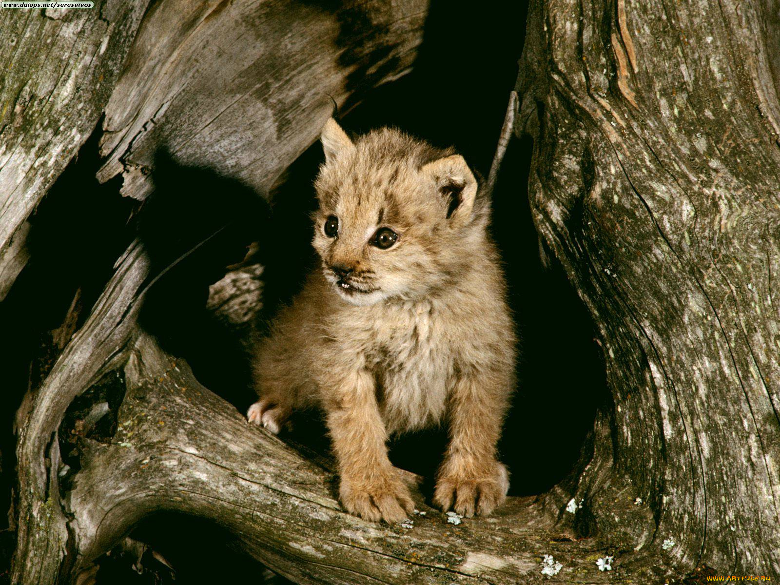 lynx, cub, loomis, state, forest, washington, животные, рыси