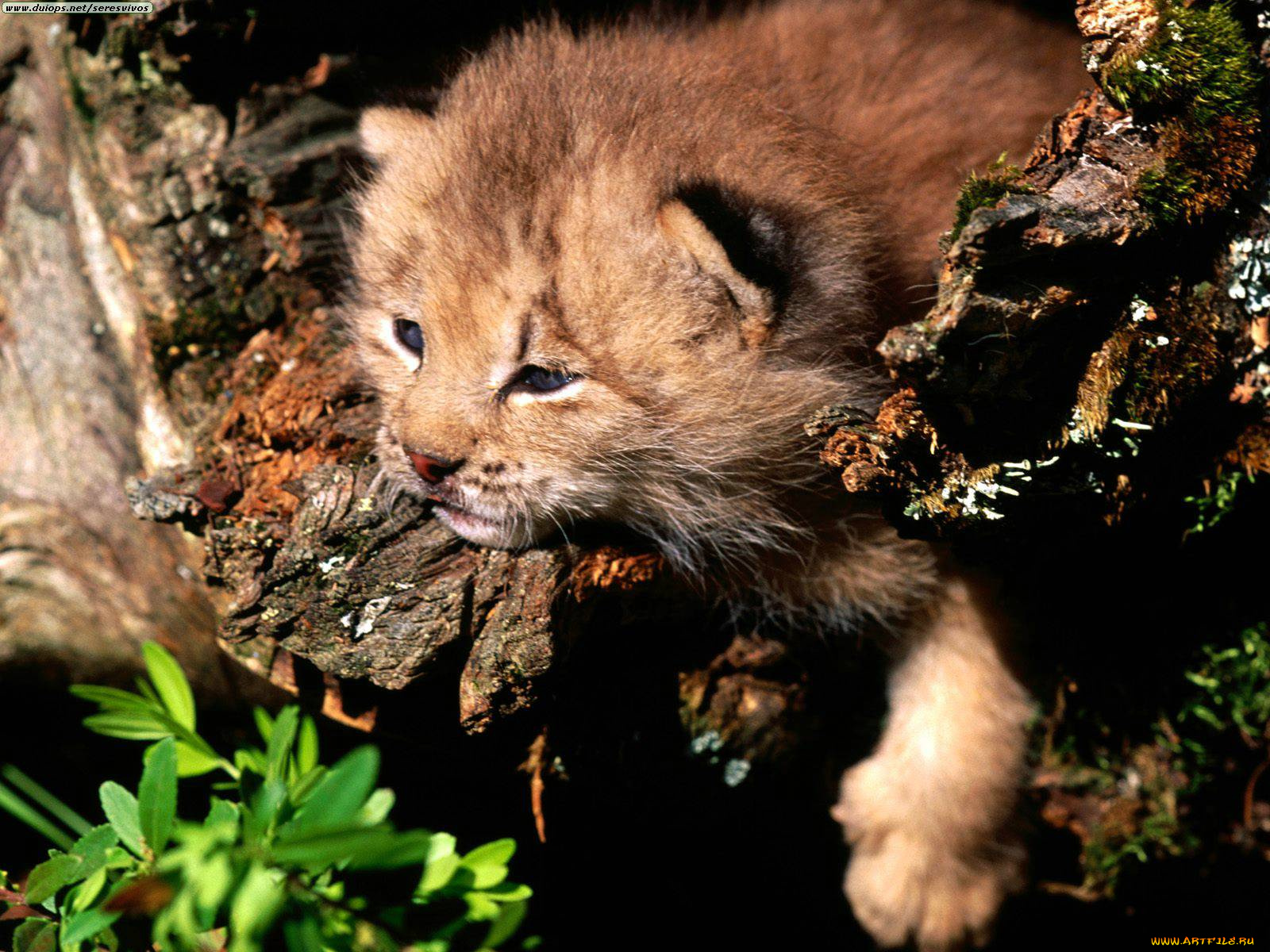 peaking, interest, canada, lynx, животные, рыси