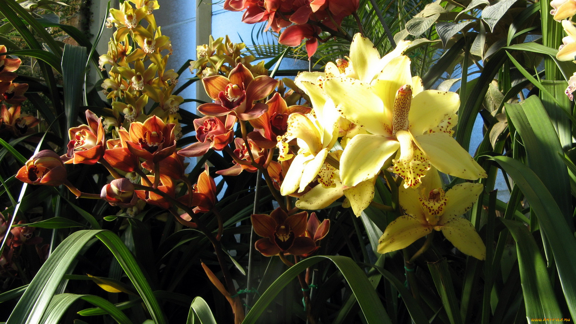 цветы, орхидеи, разные